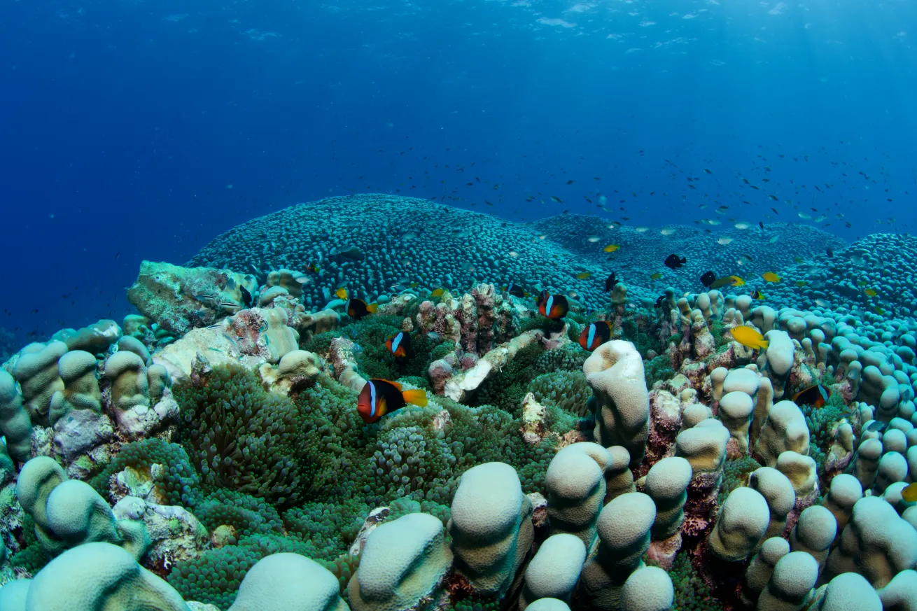 A large anemone bed and anemonefish amongPavona clavuscoral colony in the Great Barrier Reef