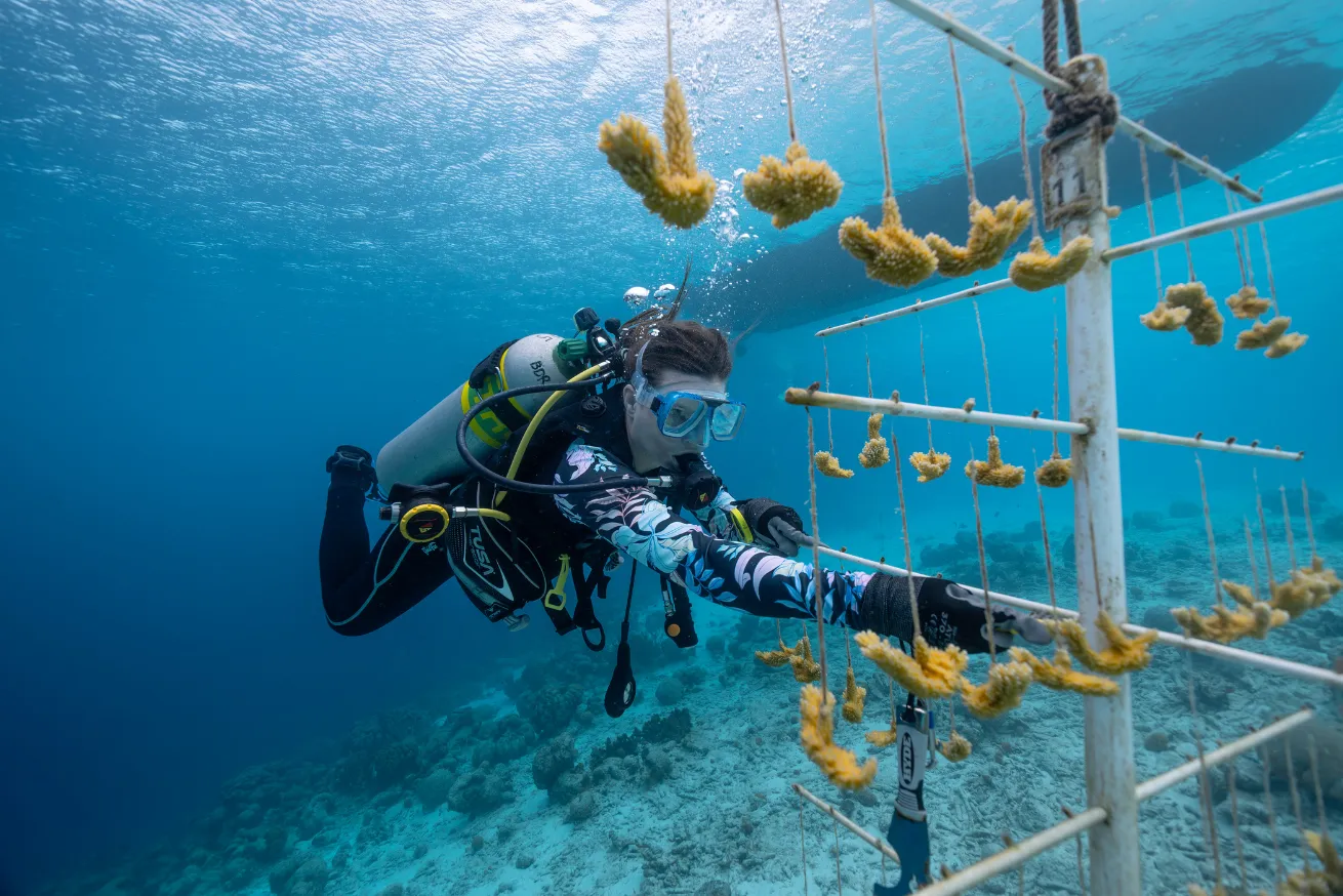 Scuba diver underwater in Bonaire participating in coral restoration at a shallow dive site with excellent visibility. 
