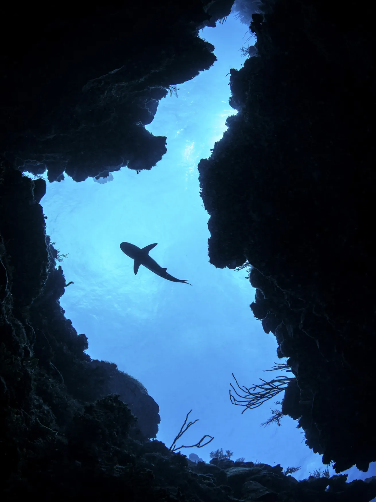 A Caribbean reef shark passes overhead off Grand Cayman’s East End.