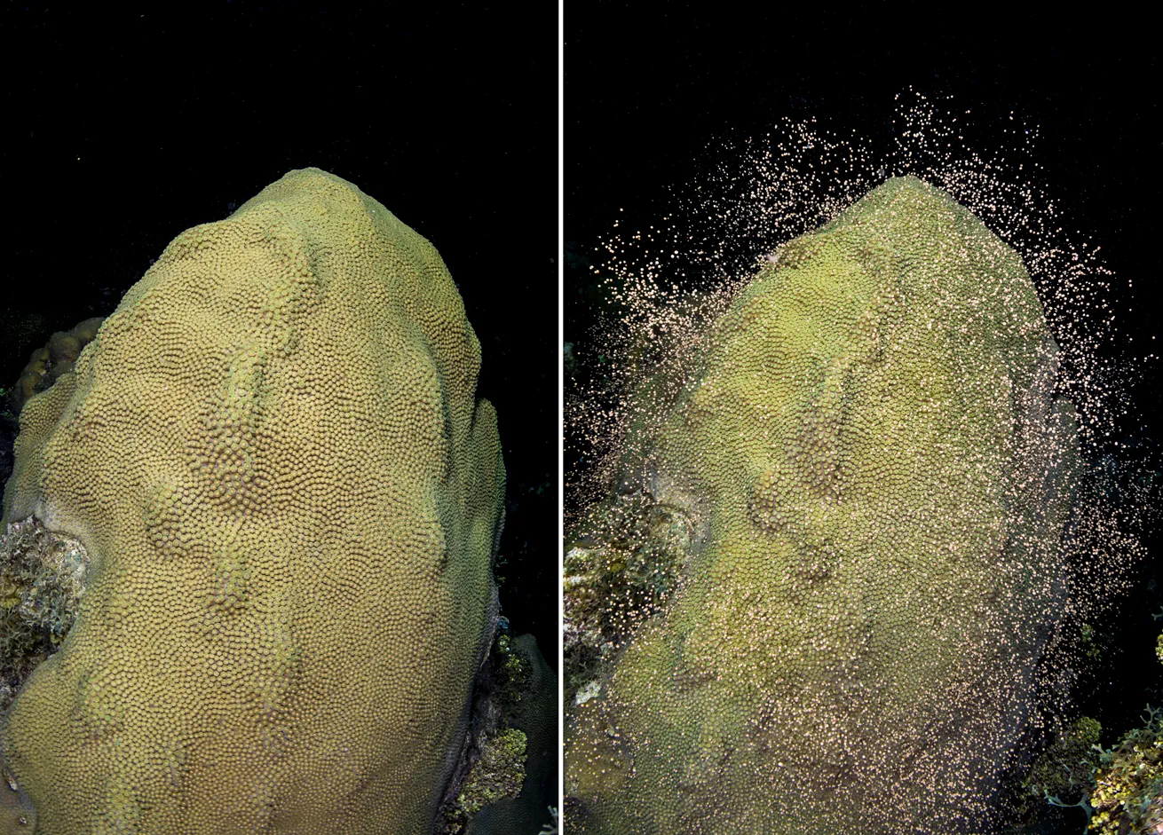 Mountainous star coral set gamete bundles then spawn them in the waters of Grand Cayman.