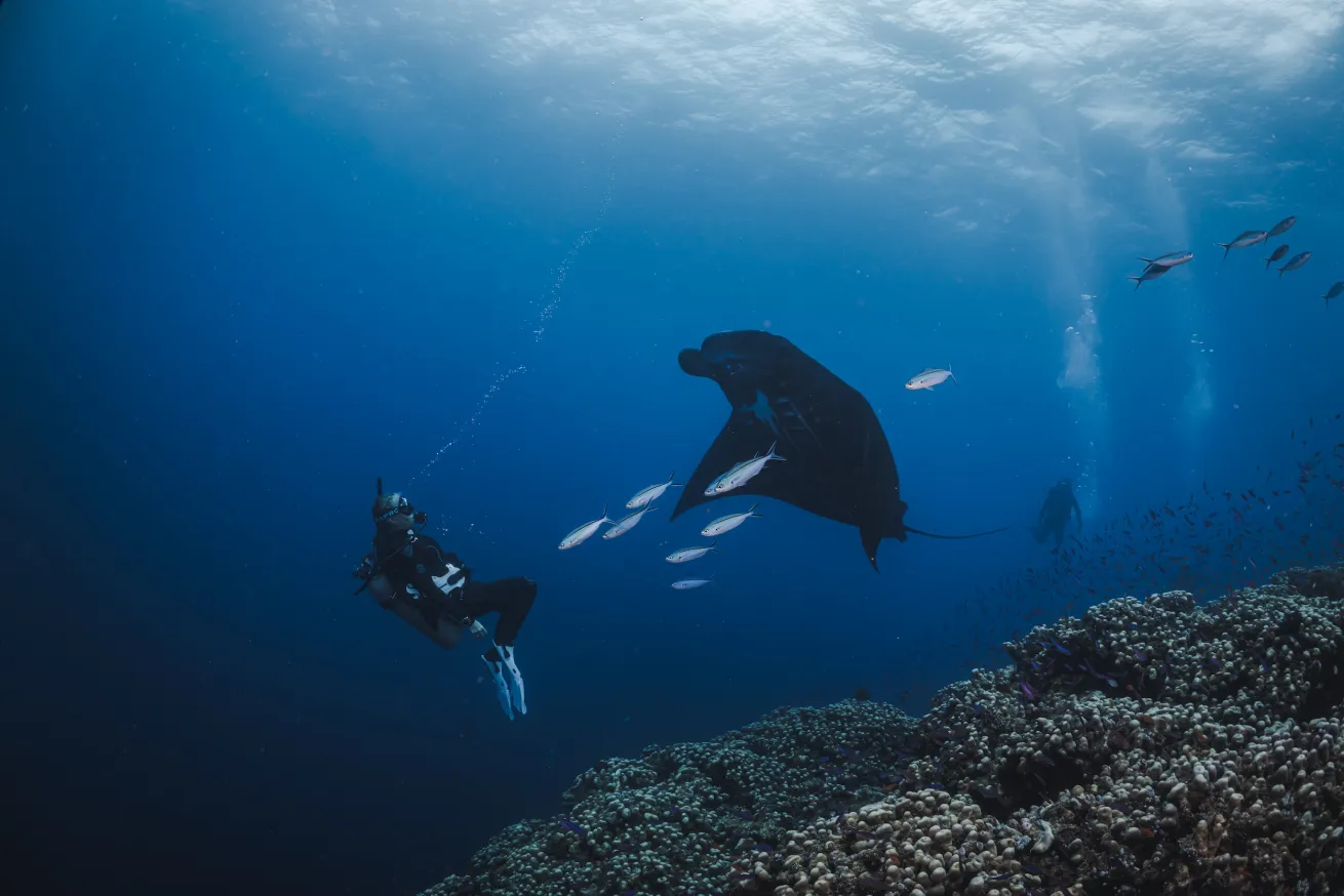 Manta rays swimming in the Yasawa Islands.