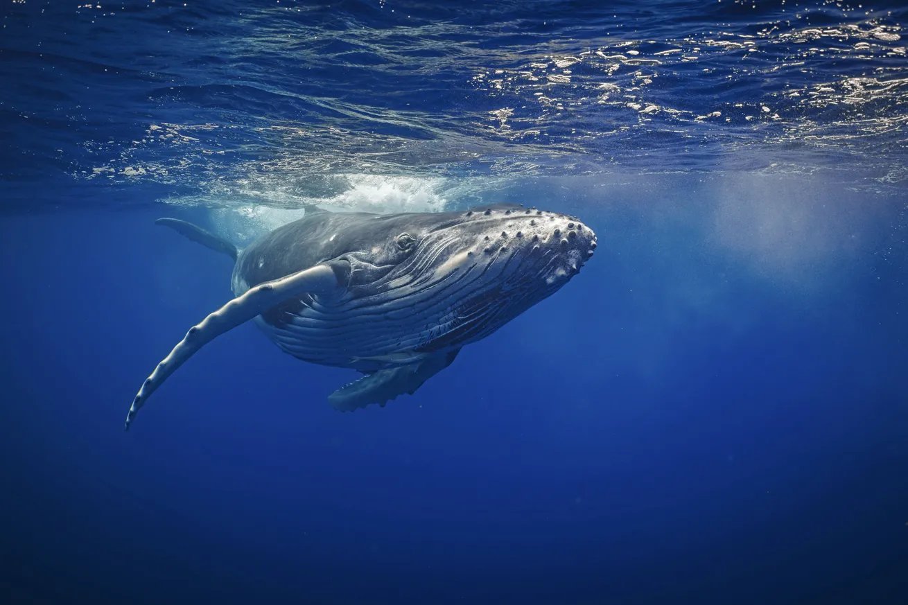 The PADI Whale Defender Distinctive Specialty course is a land-based, half-day course open to divers and nondivers alike. Whales are incredibly important to the marine ecosystem, especially in Mexico’s Baja Peninsula, where a large number of whale species travel through and reside.
