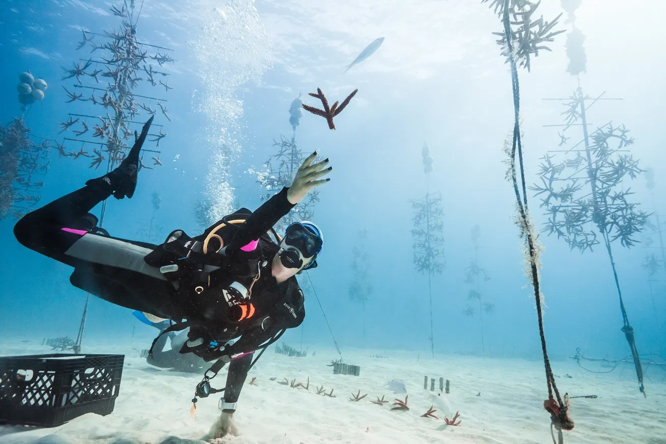 Scuba diver underwater placing coral fragments near nursery structures as part of coral reef restoration work in The Florida Keys.