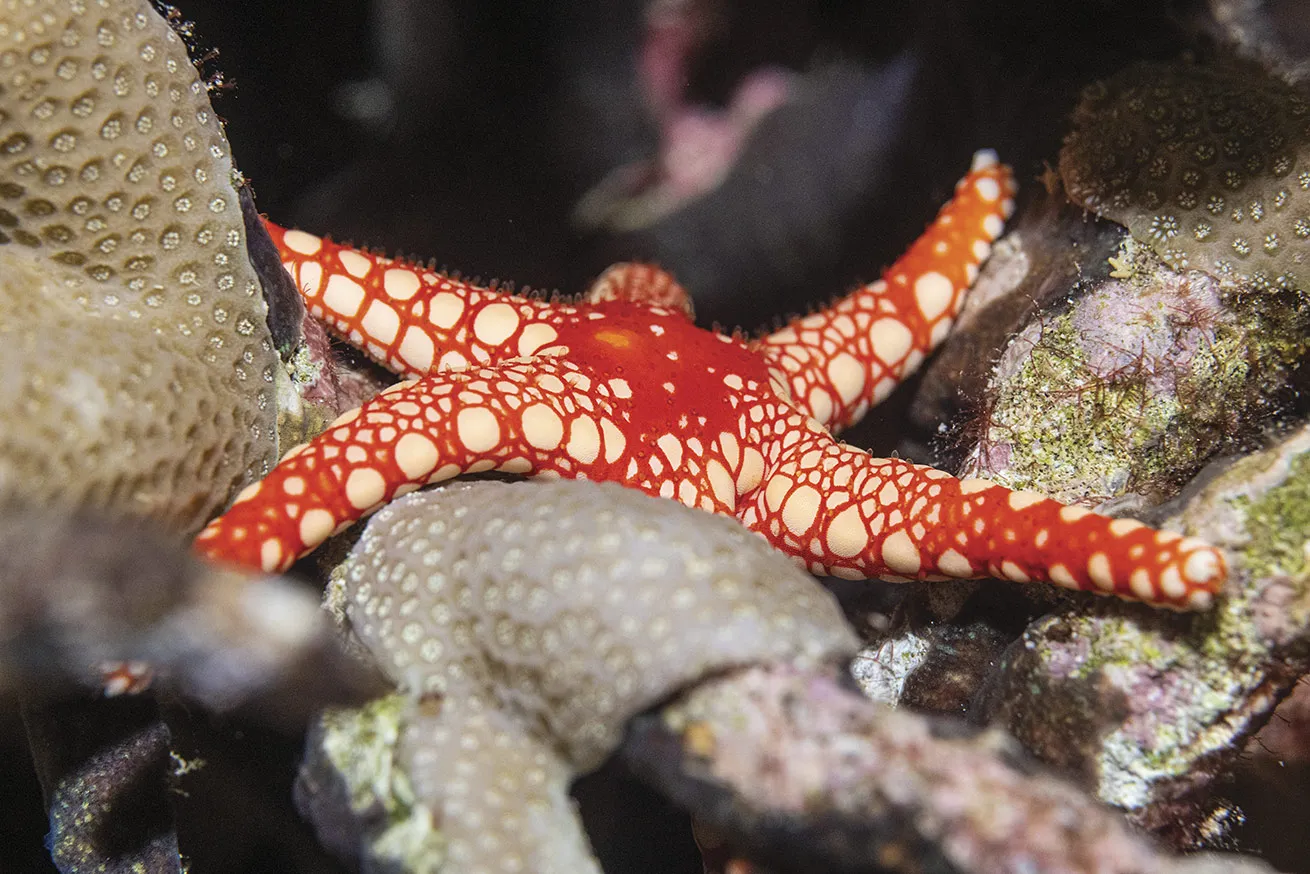 A peppermint sea star is out for a meal on our night dive at Turtle Cove.
