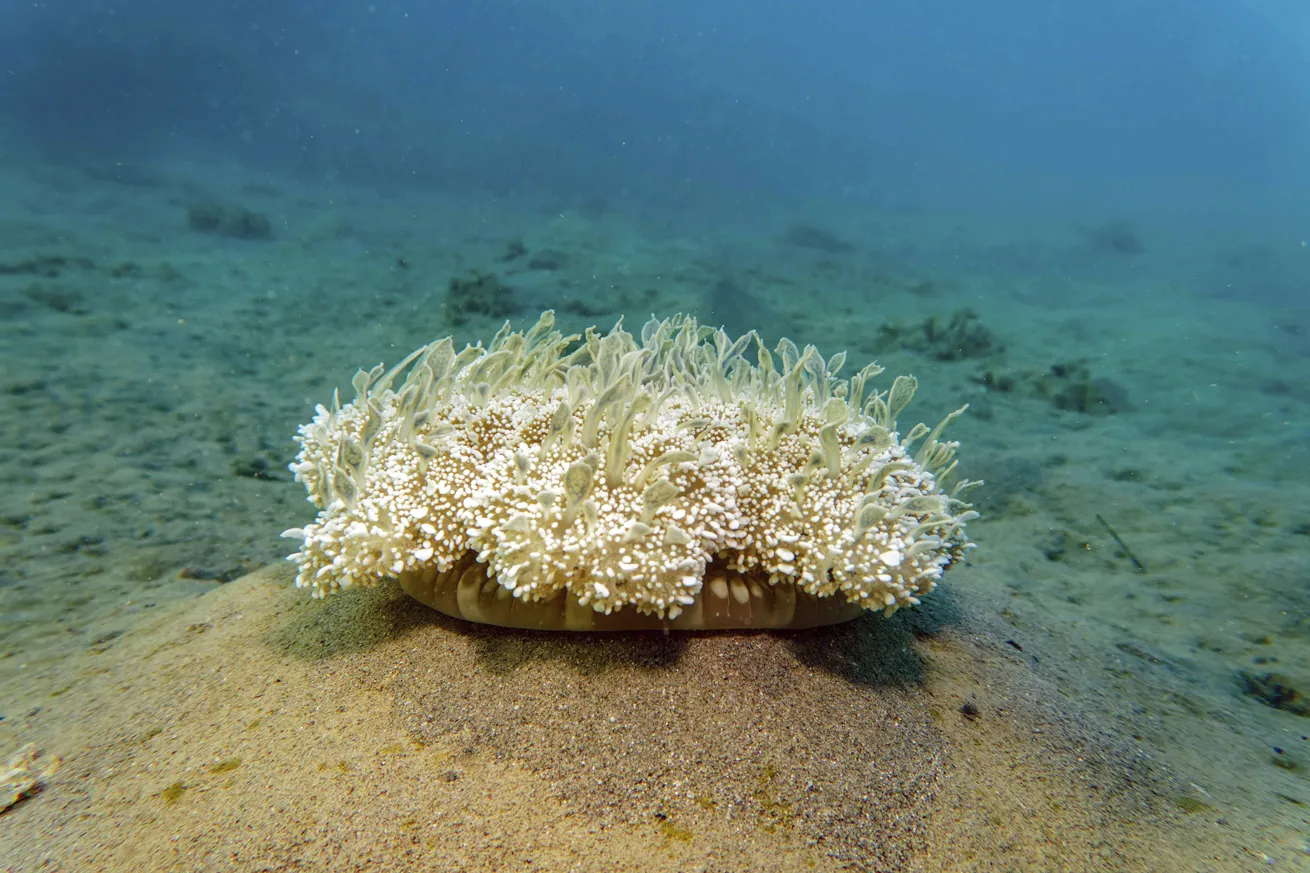 an upside-down jellyfish on the ocean floor