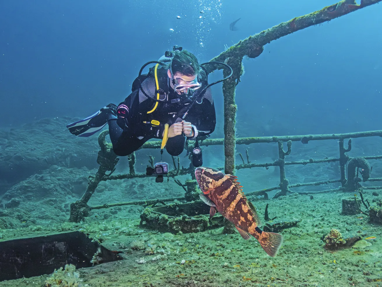 Catherine shares a unique interaction with a Nassau grouper.

