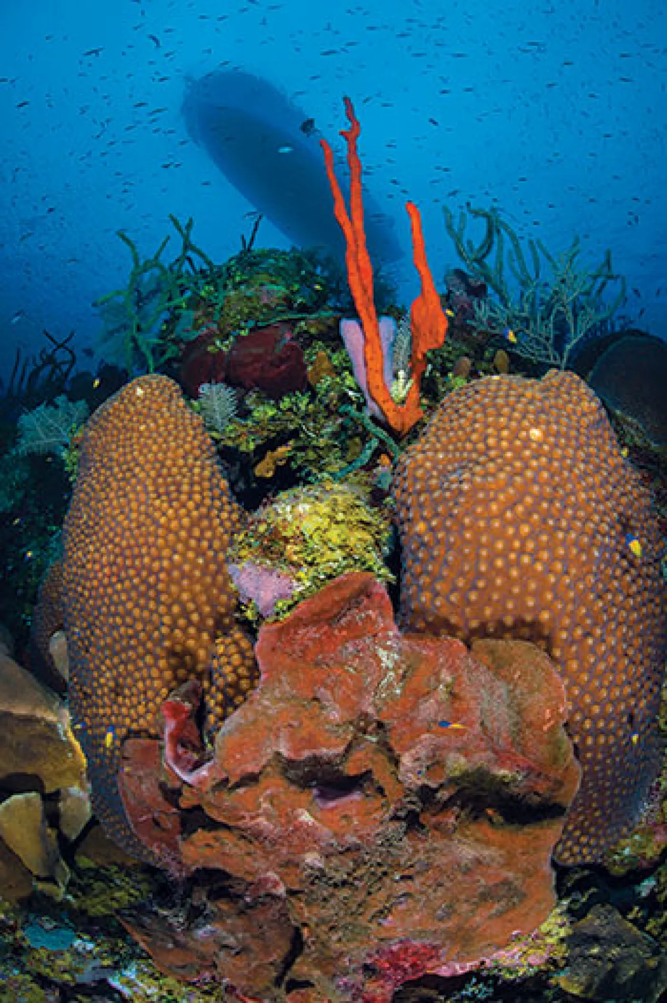 Bloody Bay Wall