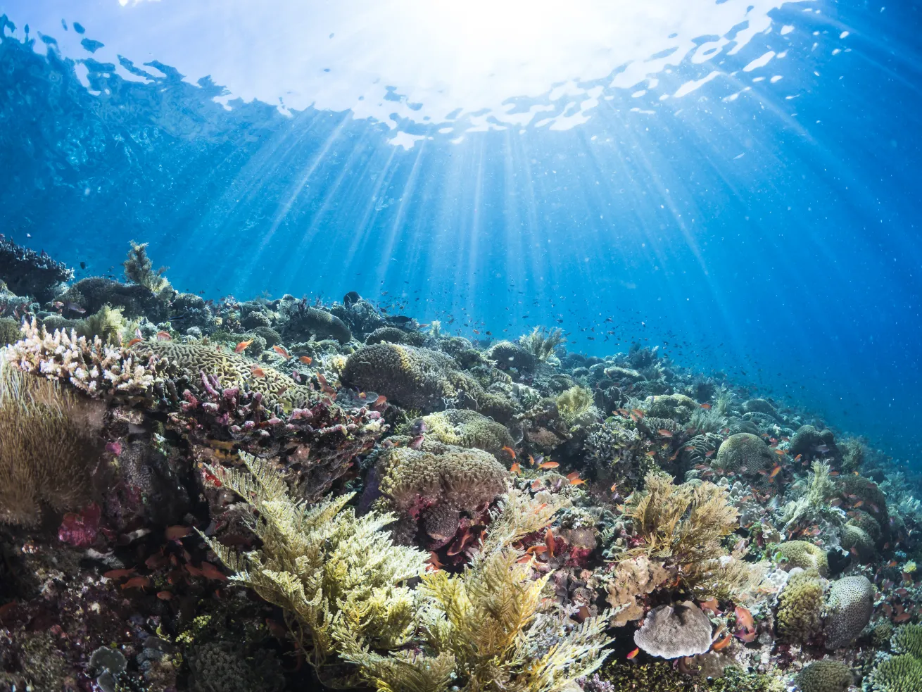 Gaia serves up the itineraries that experienced divers seek.