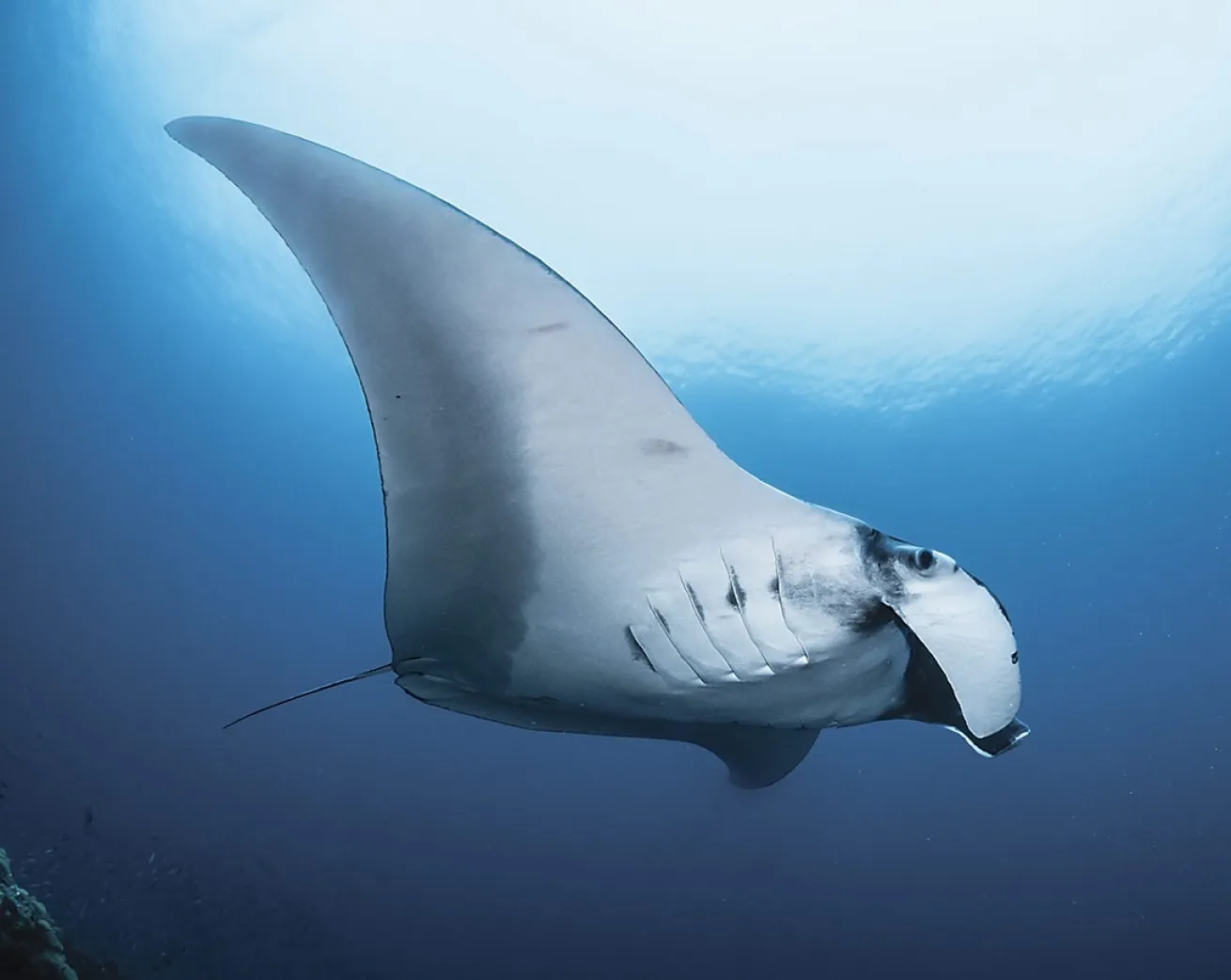 Manta rays are especially abundant in Raja Ampat