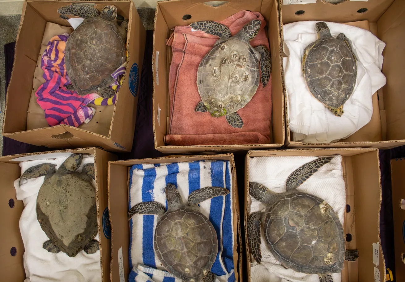 sea turtles in boxes and towels at Brevard Zoo’s Sea Turtle Rehabilitation Center 