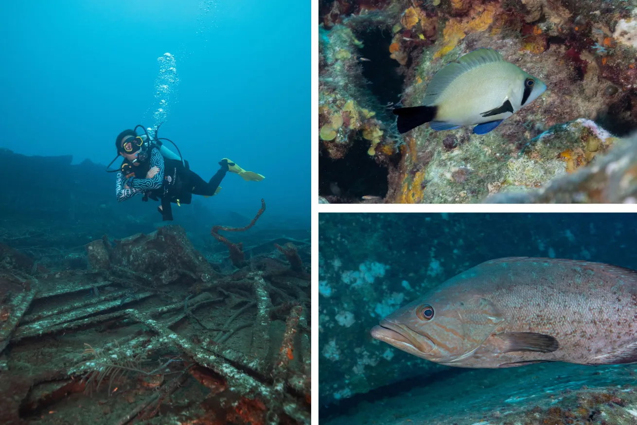 a diver swims over *El Planchón*, a wreck that hosts a myriad of wildlife, like the endemic masked hamlet (top right) and grouper.