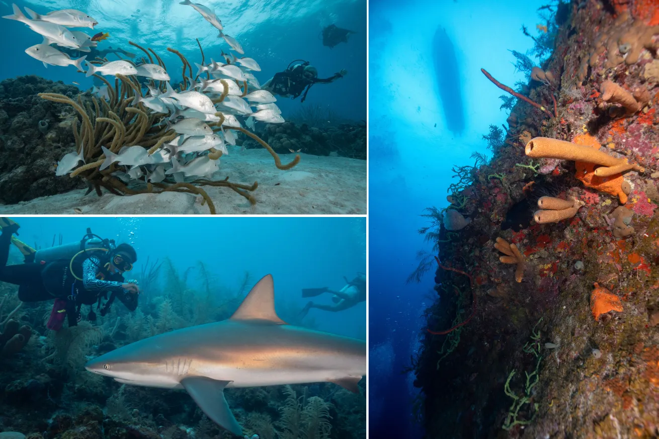 from left: white snapper swim among a coral head, sponges and coral cover Turtle Rock, a caribbean reef shark swims by a happy diver