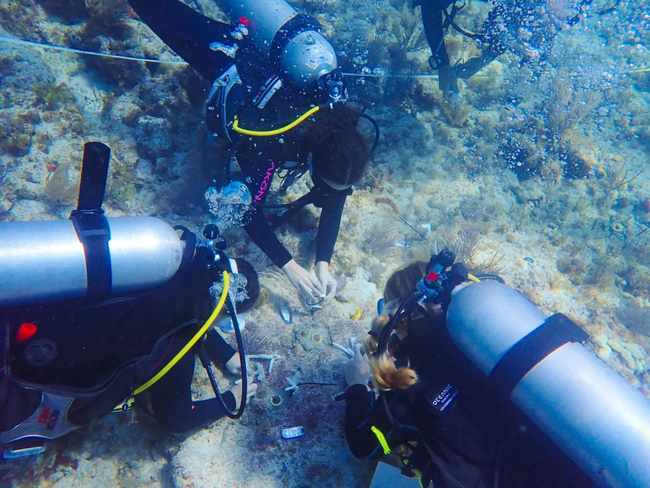 Group of scuba divers attaching coral fragments to a reef structure during a coral restoration dive.