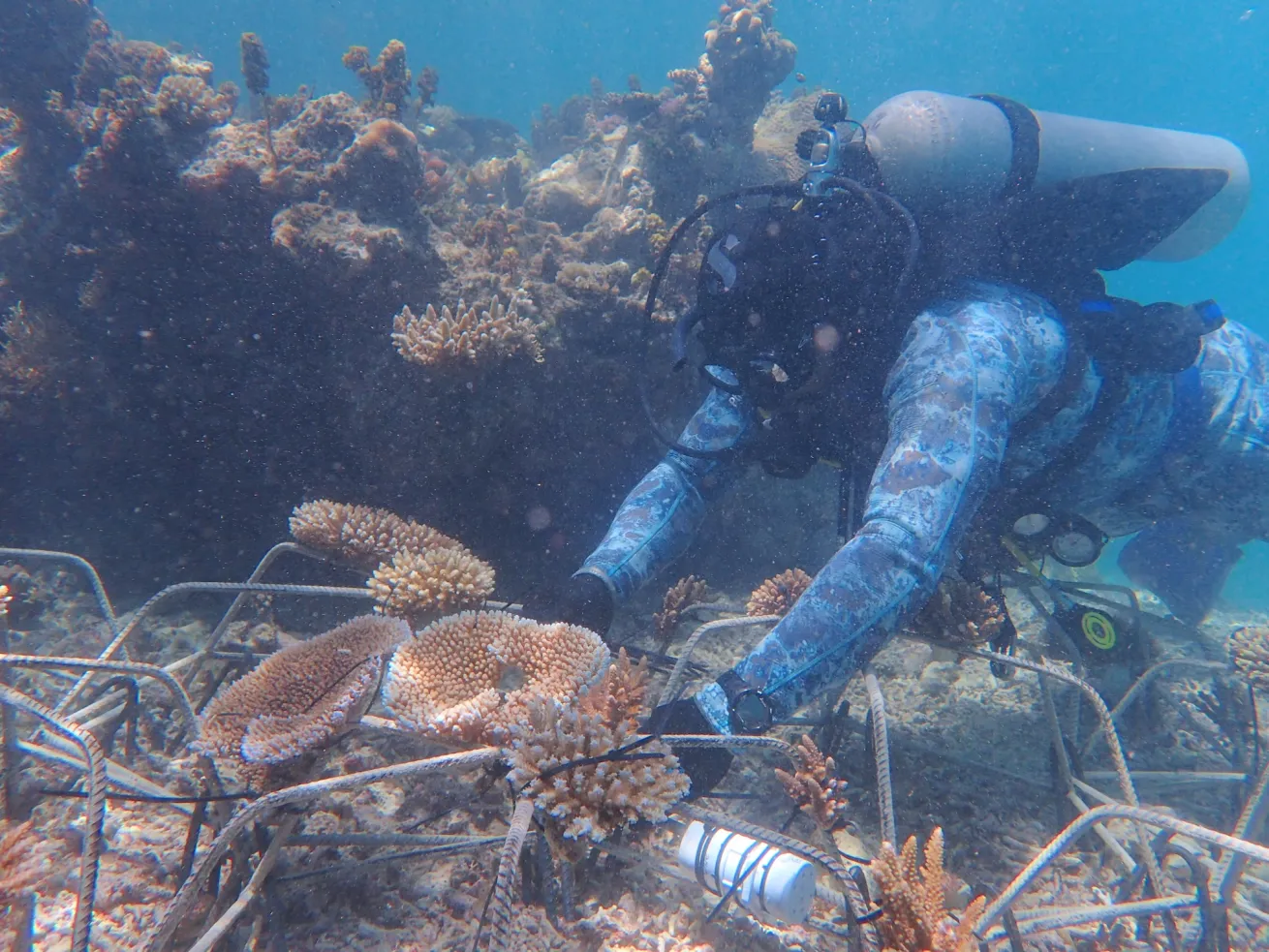 Diver planting coral in Fiji.