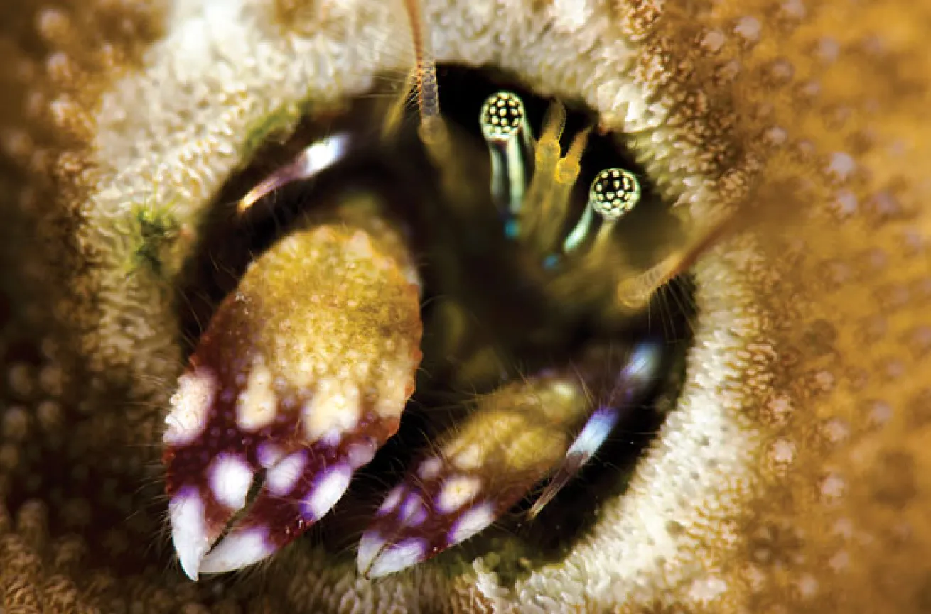 hermit crab 