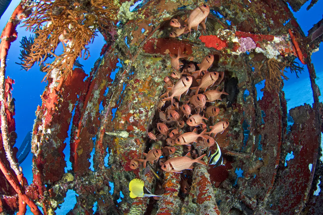 Schooling soldier-fish and other reef fish find refuge in a hollowed-out cavity in the Corsair wreck’s fuselage