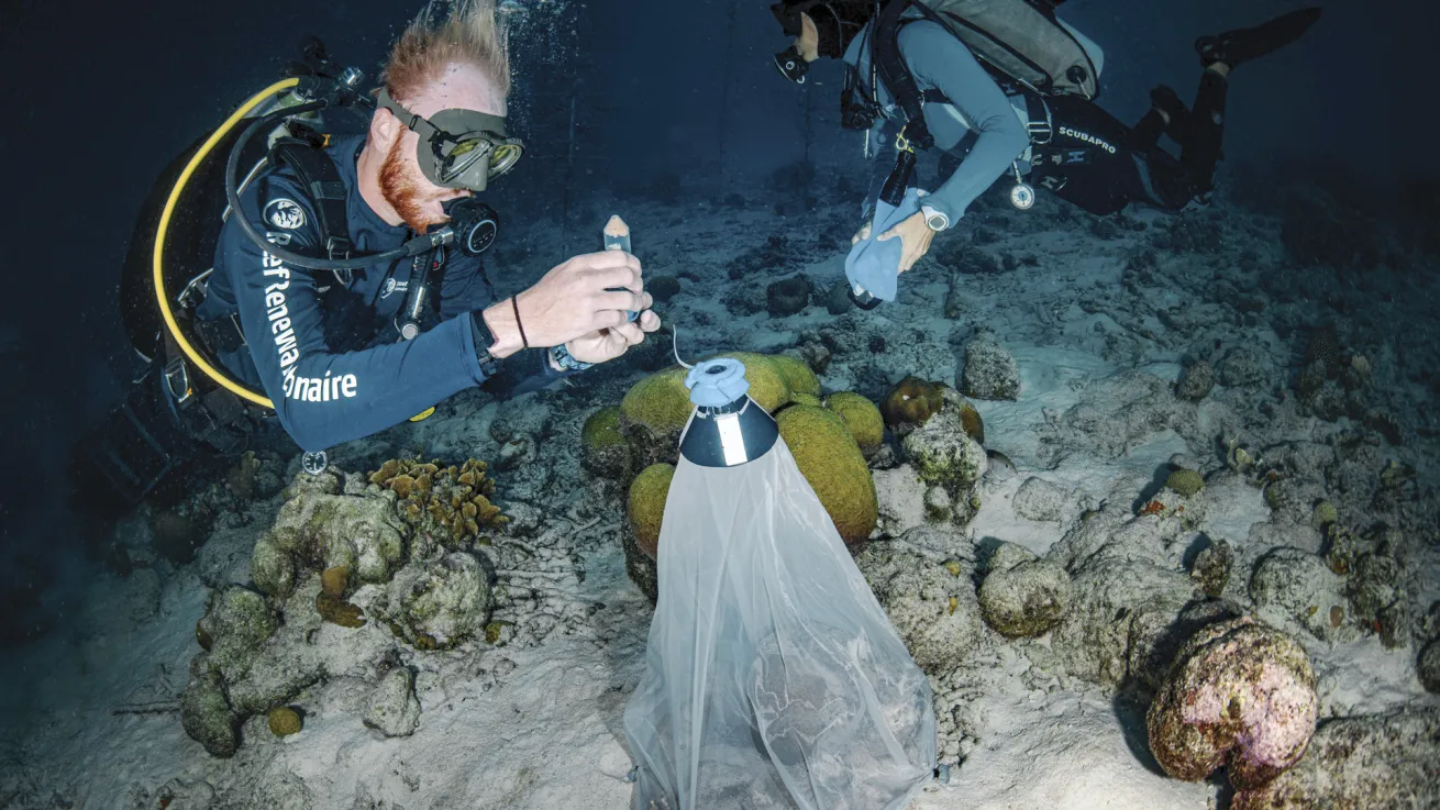 A Reef Renewal Foundation Bonaire diver collects brain coral spawn in a special net to aid in fertilization.