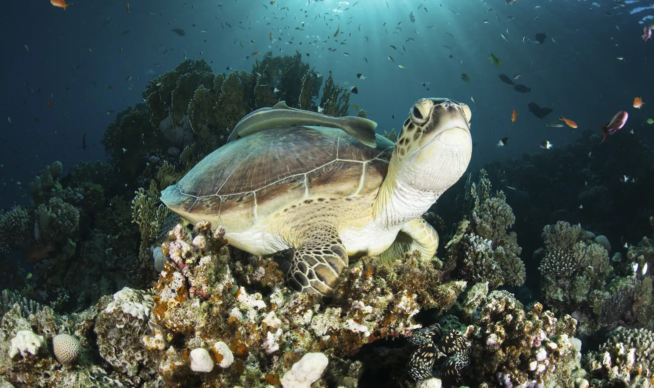A green sea turtle poses for the camera.