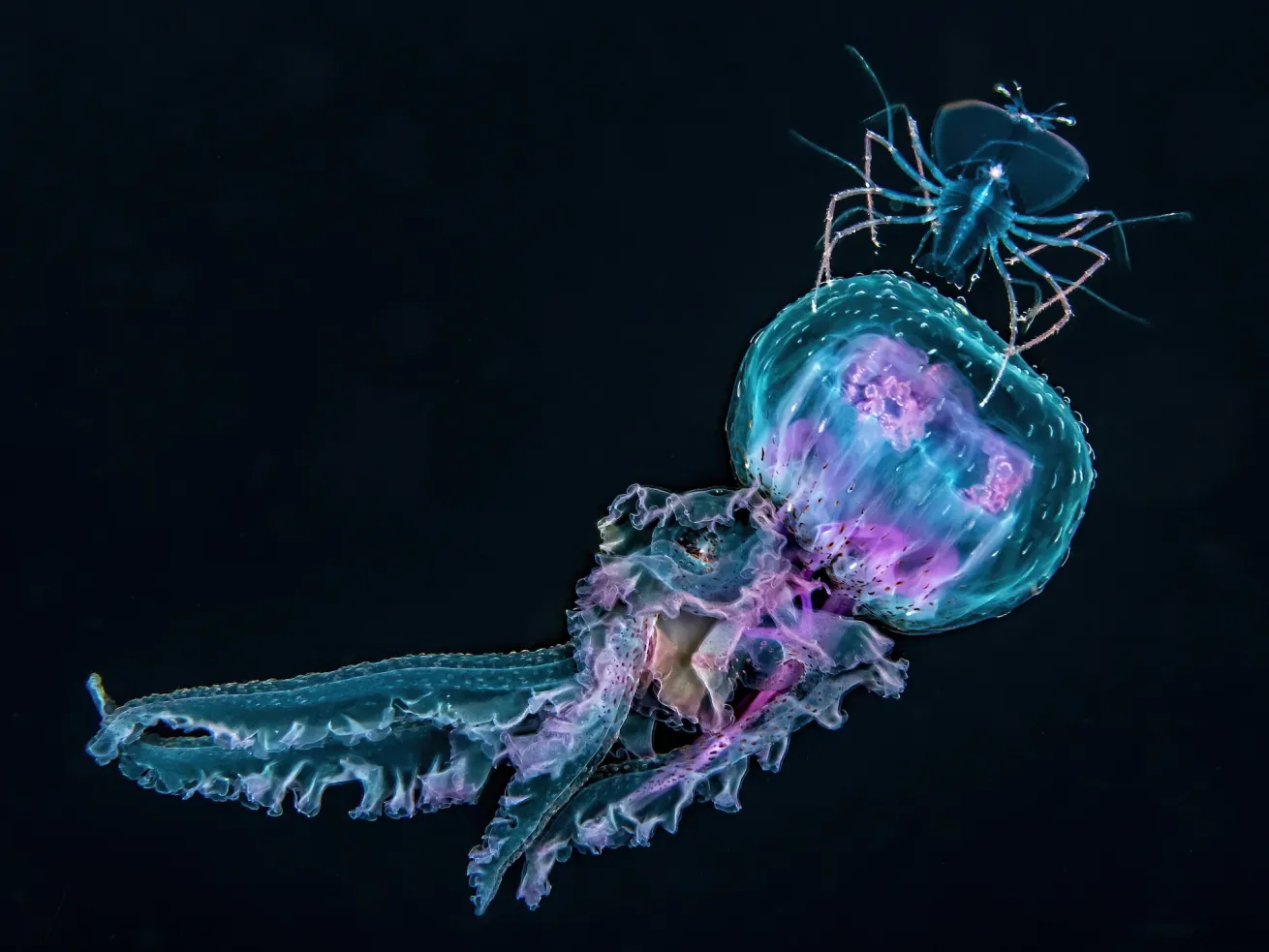 Diver surrounded by deep-sea creatures during a blackwater dive.