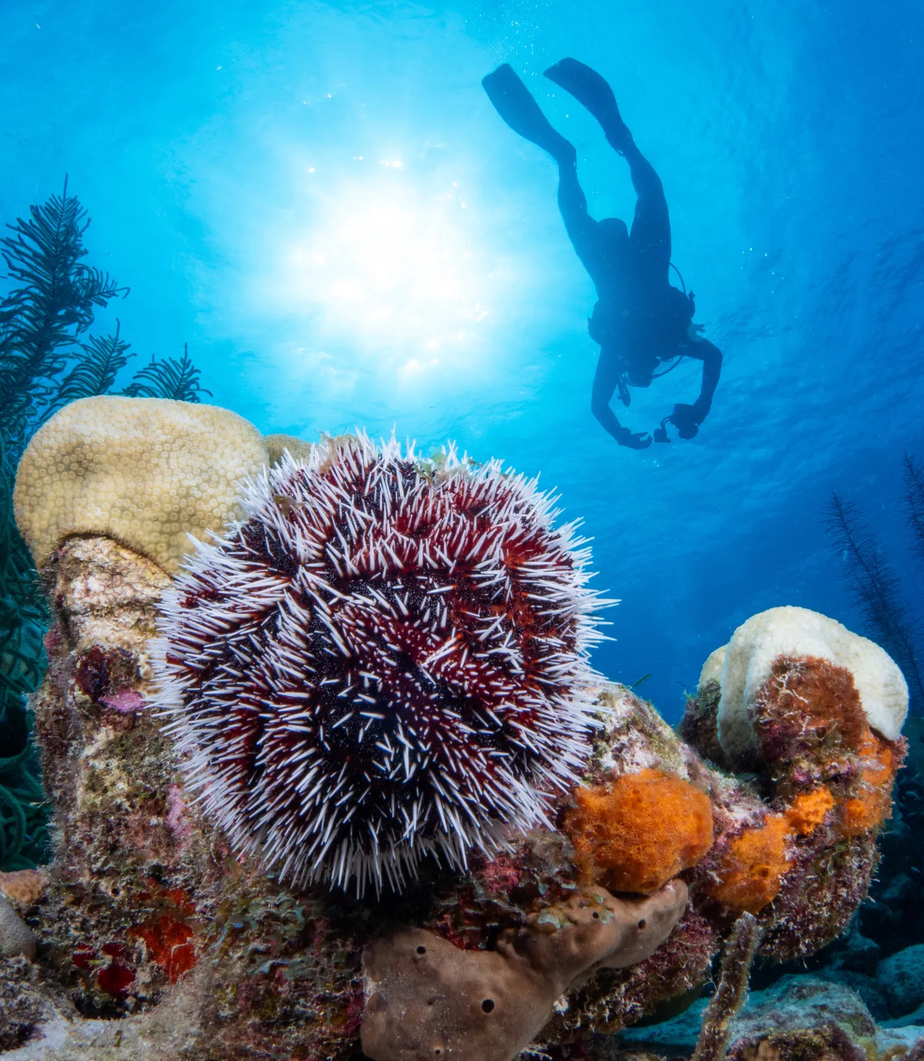 Diver swimming over coral