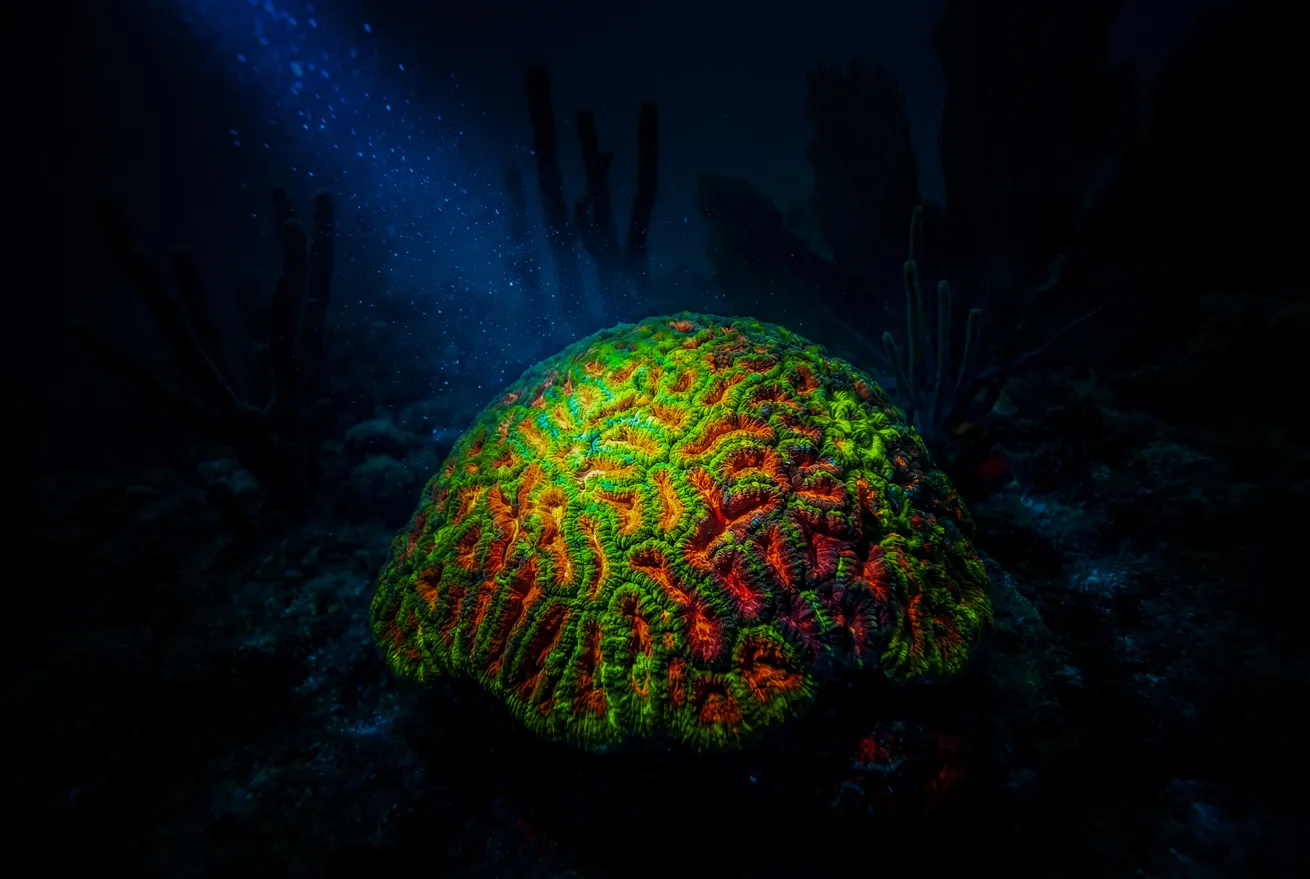 A brain coral during an ultraviolet light dive. 