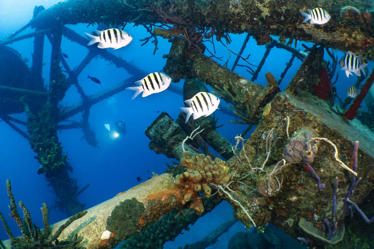 Coral covers structure on the USS *Kittiwake*