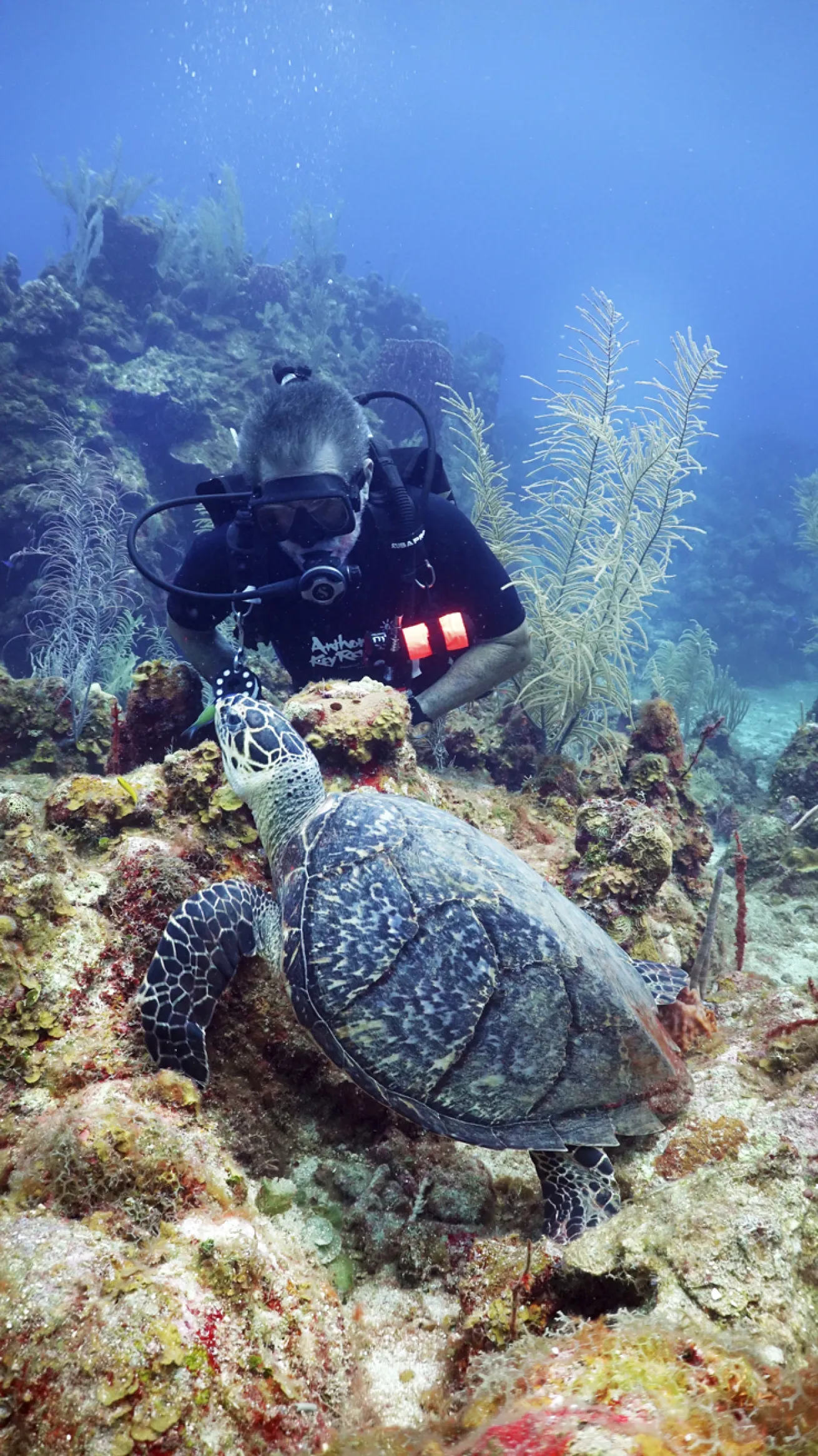 diver with turtle 