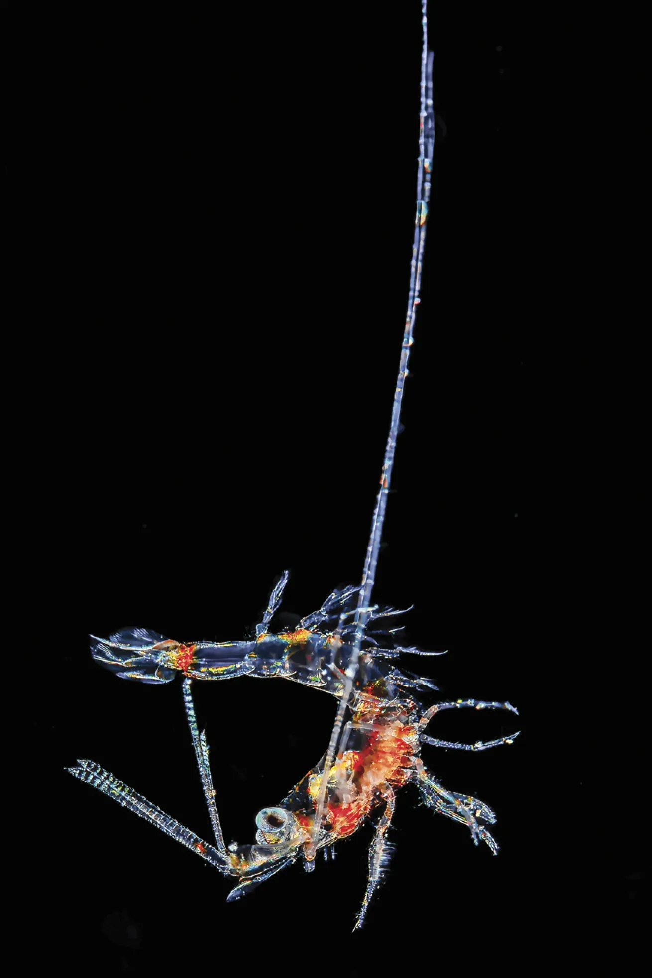 A transparent larval spiny lobster is suspended among plankton in the black water.
