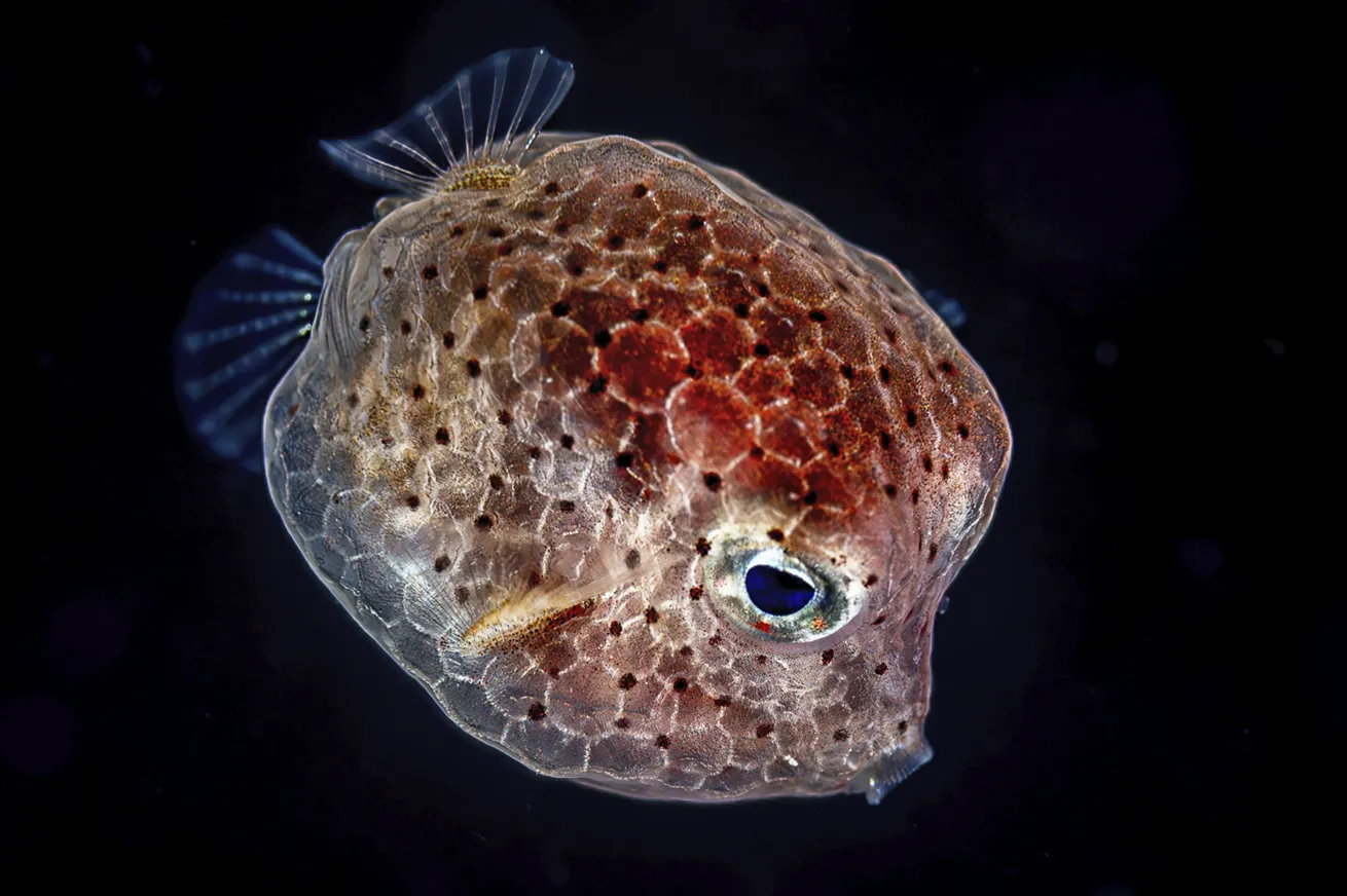 A juvenile trunkfish not much more than a centimeter long.