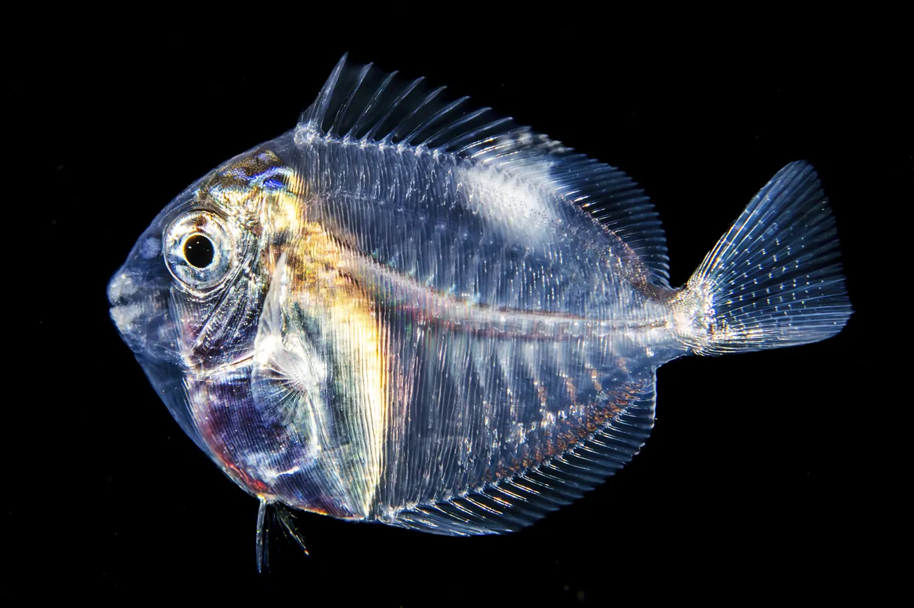 This iridescent speck, barely 15 millimeters long, is a larval-stage blue tang, which spends the first 45 to 70 days of its life drifting in the open ocean before returning to the reef.