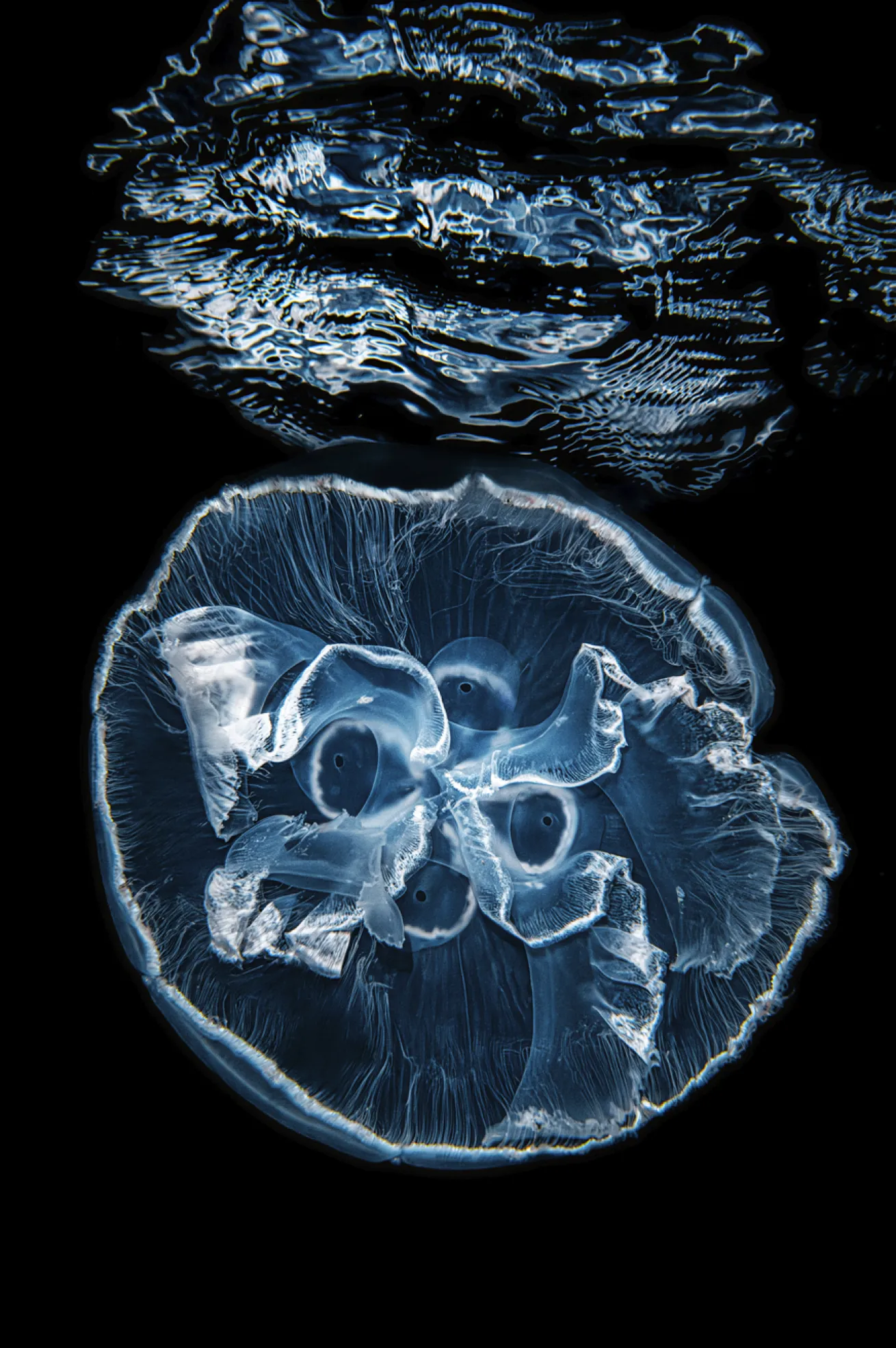 A moon jellyfish drifts just beneath the surface in the darkness.