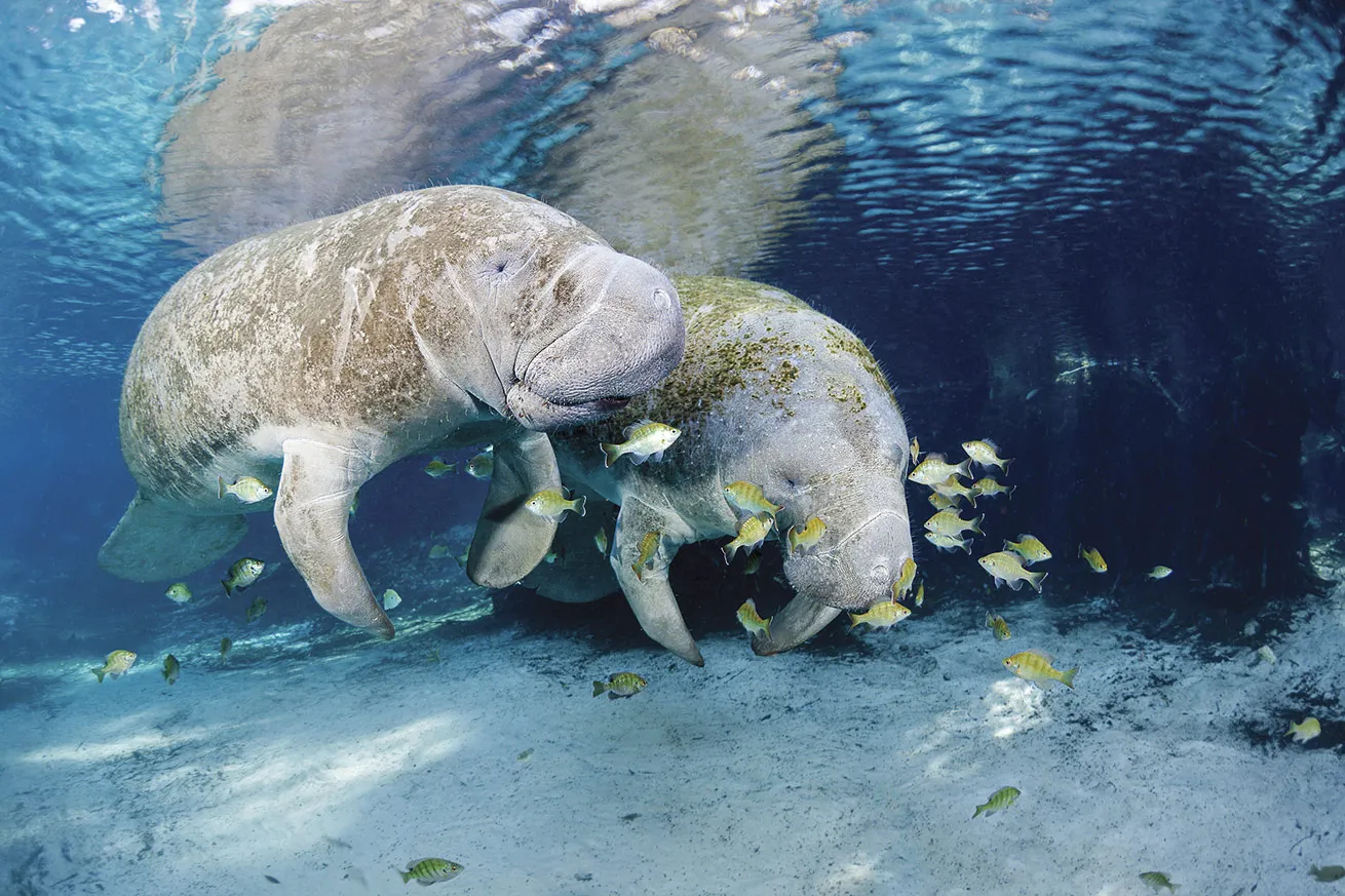 Manatees float gently in the warm, protected waters of Three Sisters Springs in Crystal River, Florida.