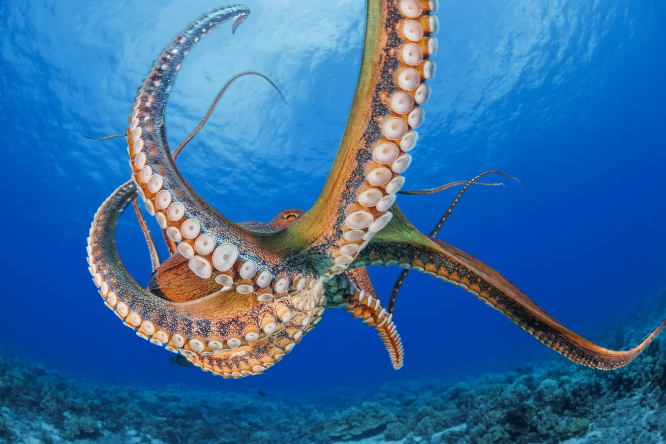 Octopuses often tuck into the reef to blend in, but occasionally they emerge to sniff out a tasty meal.

