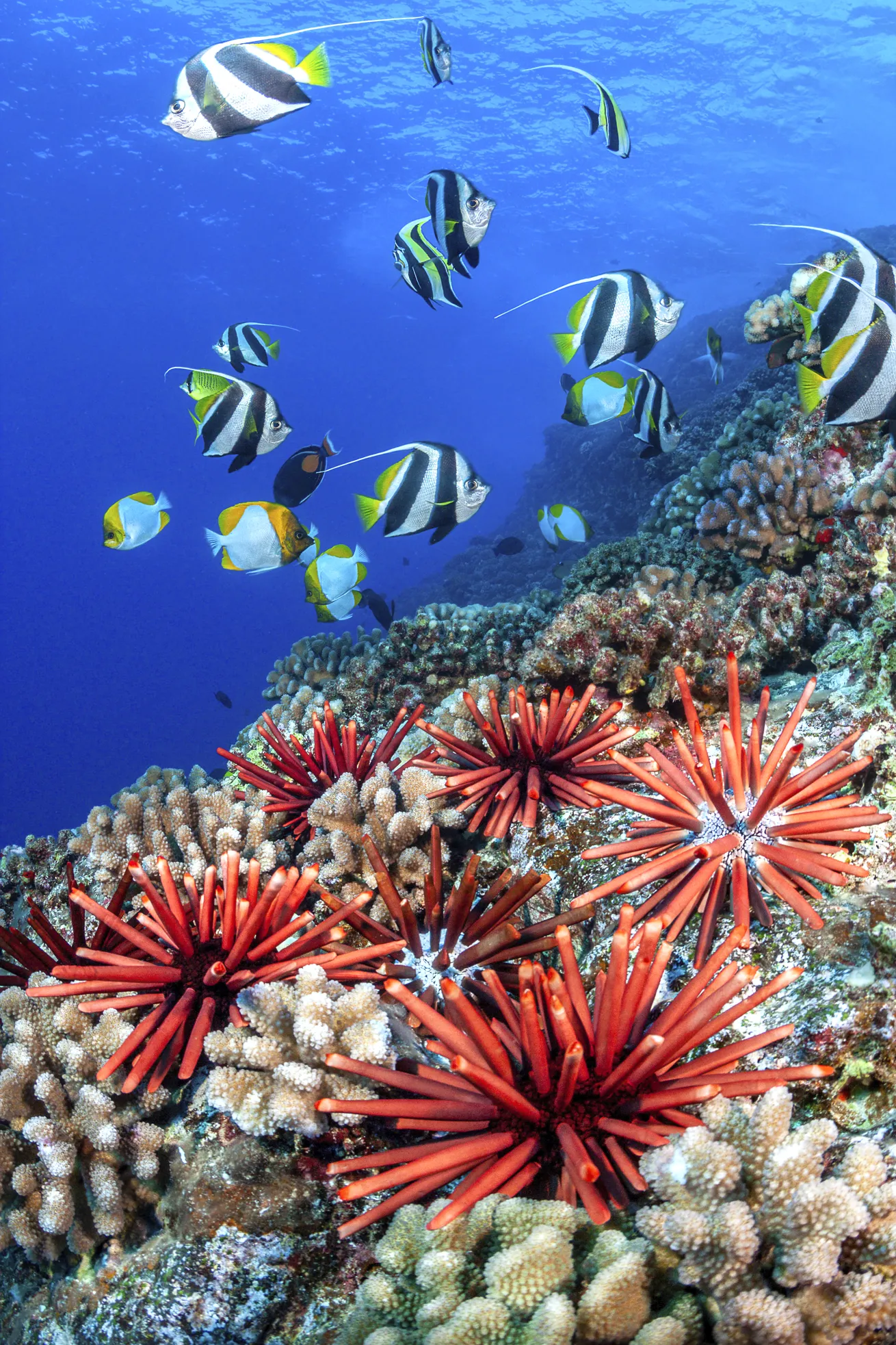 bright red pencil urchins and moorish idols in hawaii on a reef