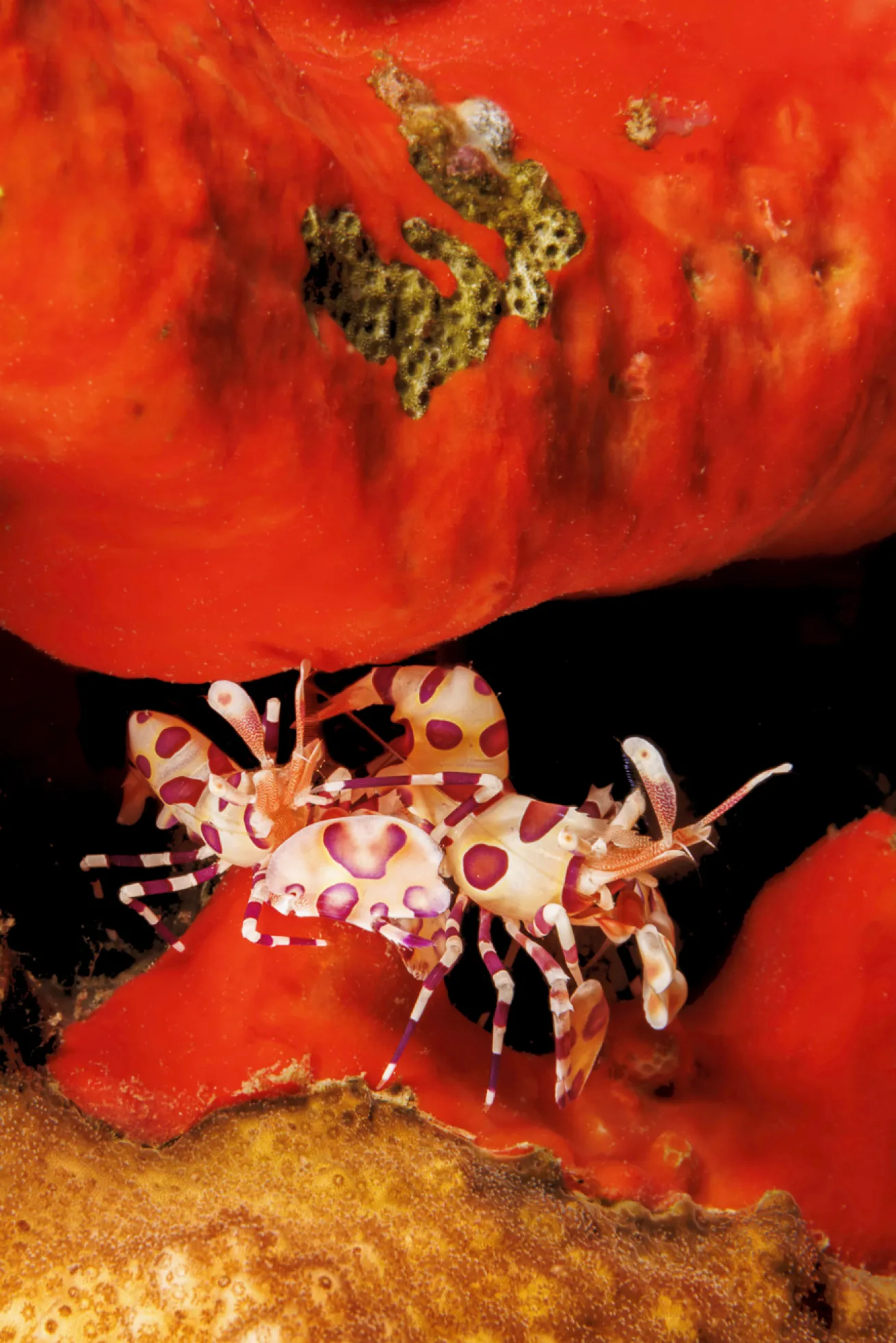 Make sure to check all the crevices for tiny critters like this mated pair of harlequin shrimp.

