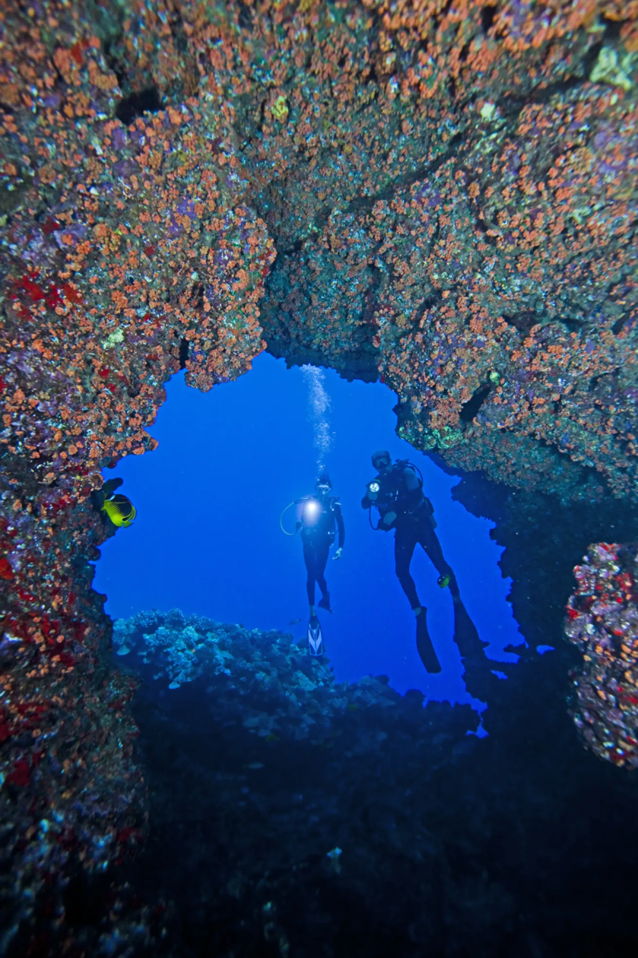 Divers shine their lights into a lava cavern off the Island of Lanai.

