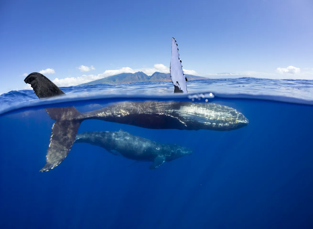 If you’re dreaming of whales, head to Maui in the winter months. You might just be lucky enough to hear their haunting songs while underwater or see these giants breach from the boat.

