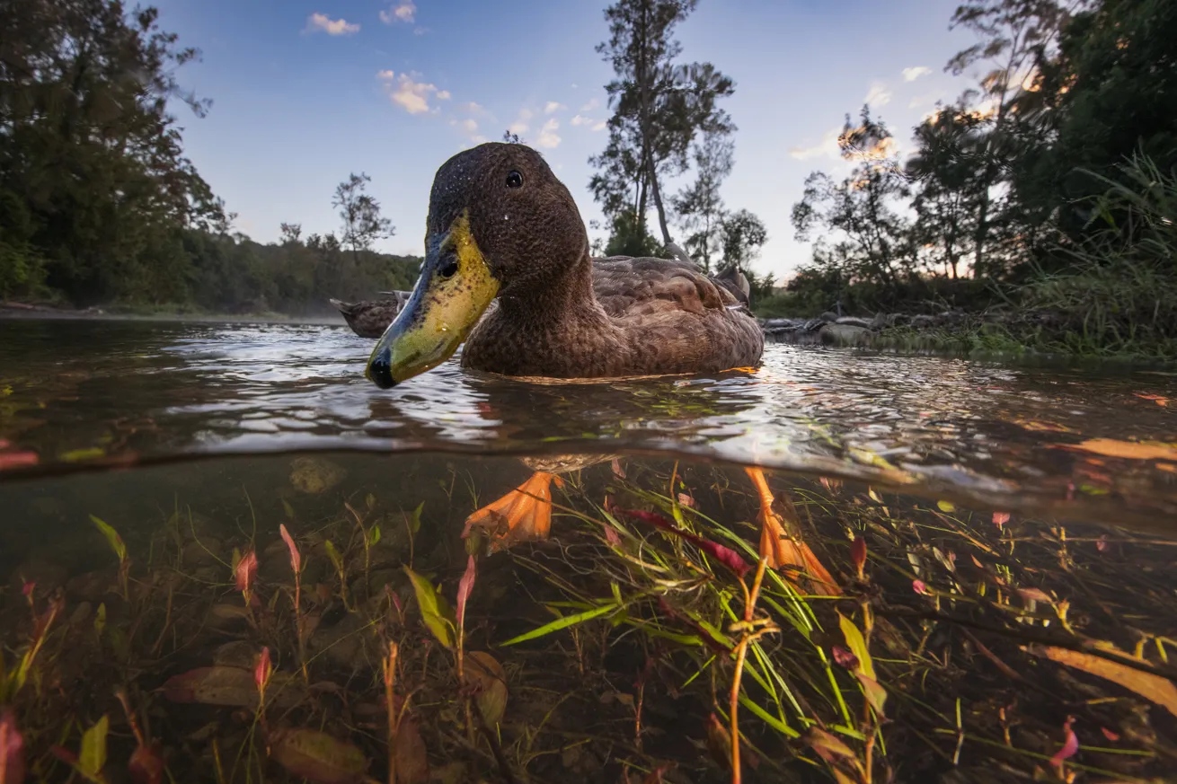 Location: Northern New South Wales, Australia