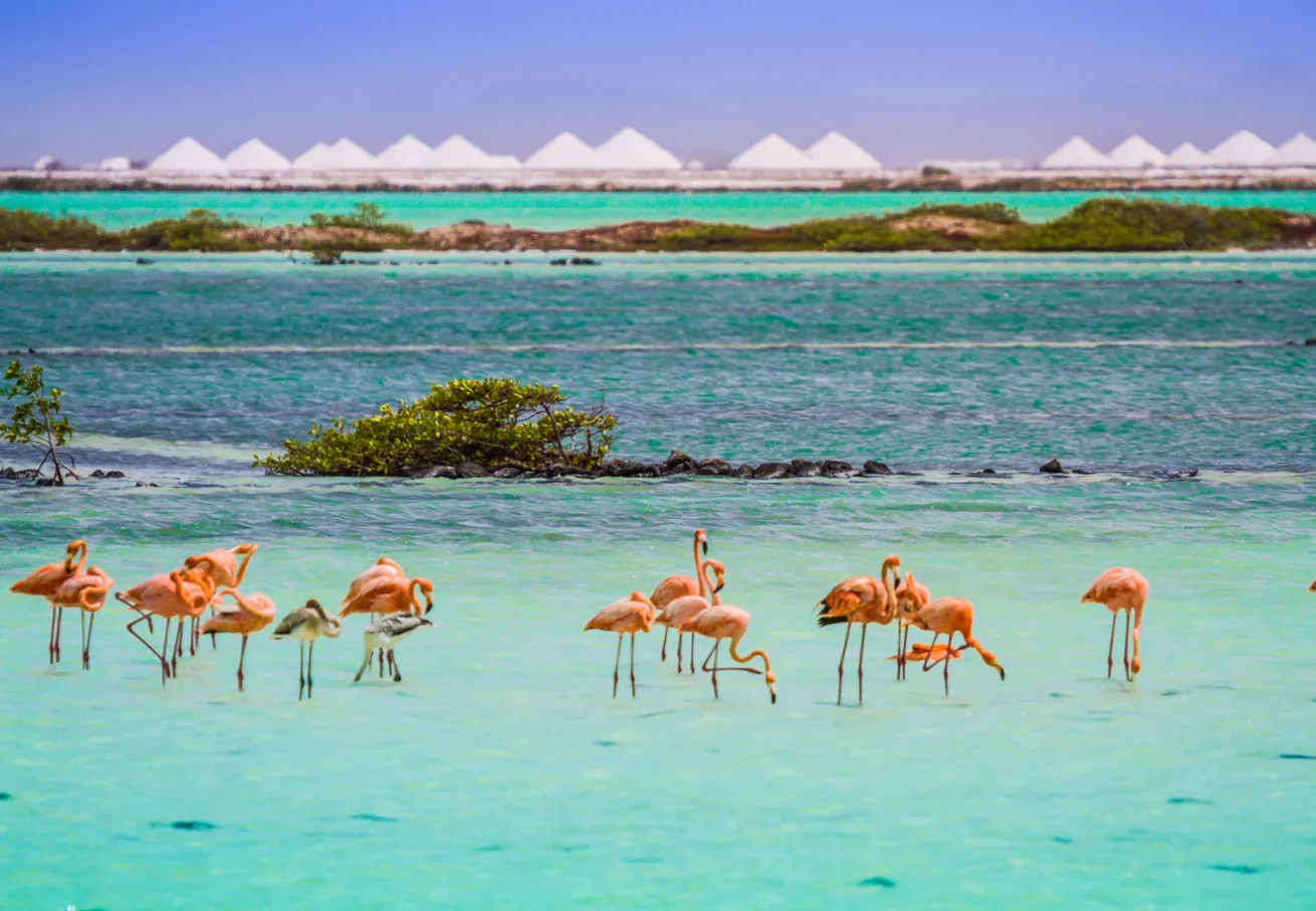 A group of flamingos in the water