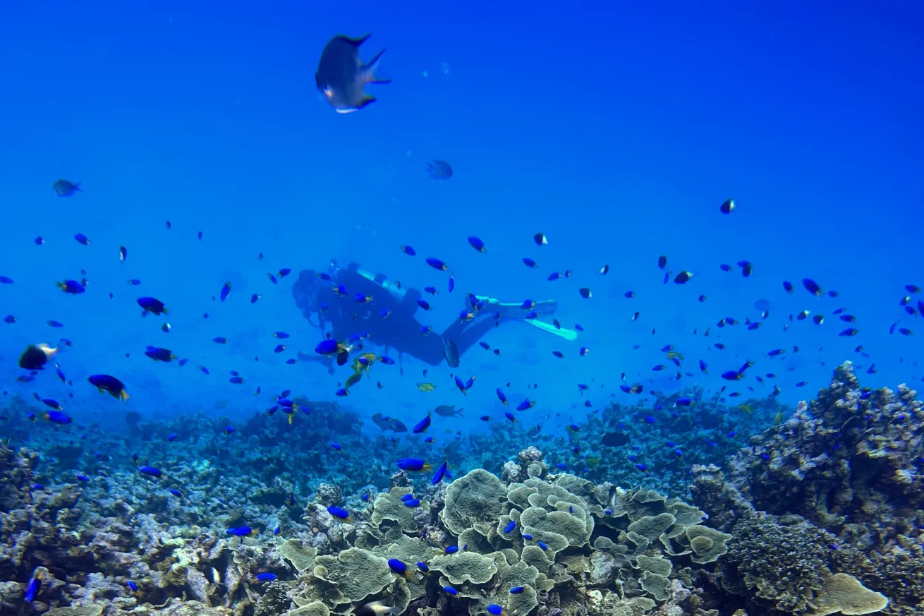 Diver at The Aquarium, Mahé, Seychelles