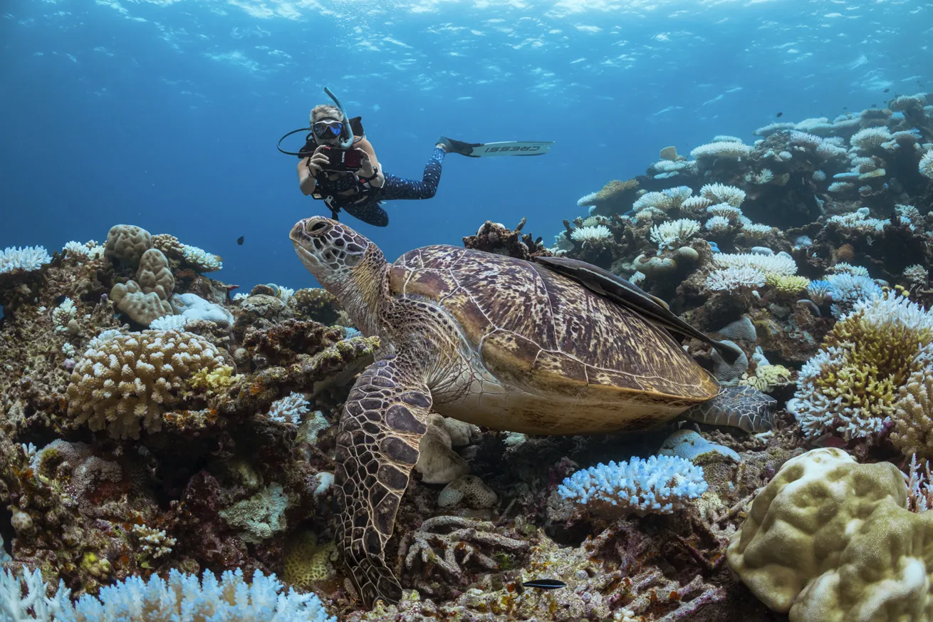 A sea turtle rests on the house reef.