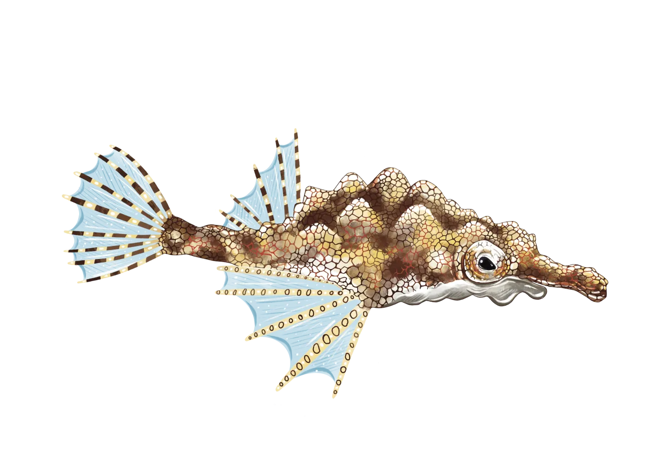 Dragon sea moth