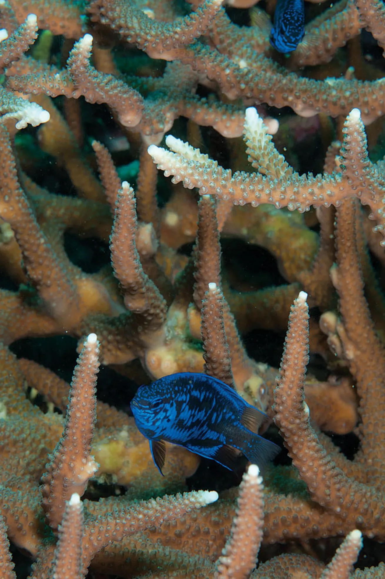 damselfish