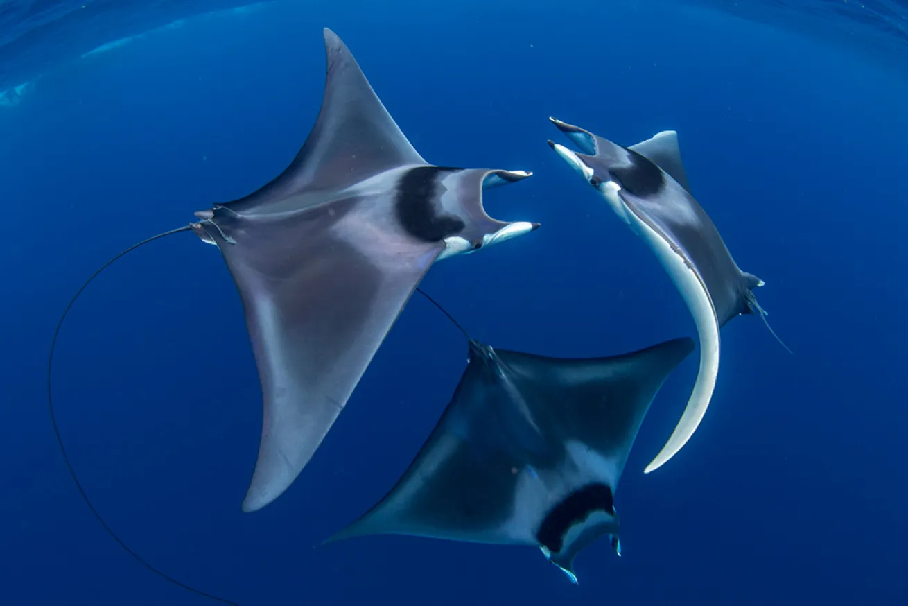 A spinetail devil ray courtship sequence captured in the Philippines. These ritualized chases allow females to assess their suitors’ strength and stamina.