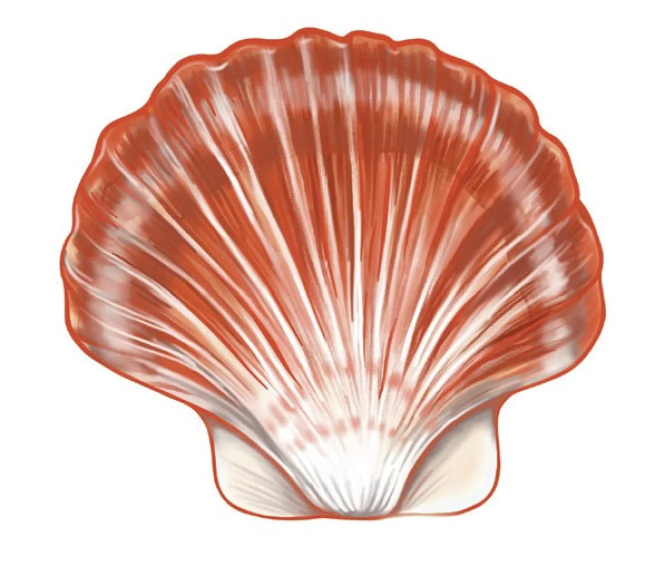illustration of Great Scallop
