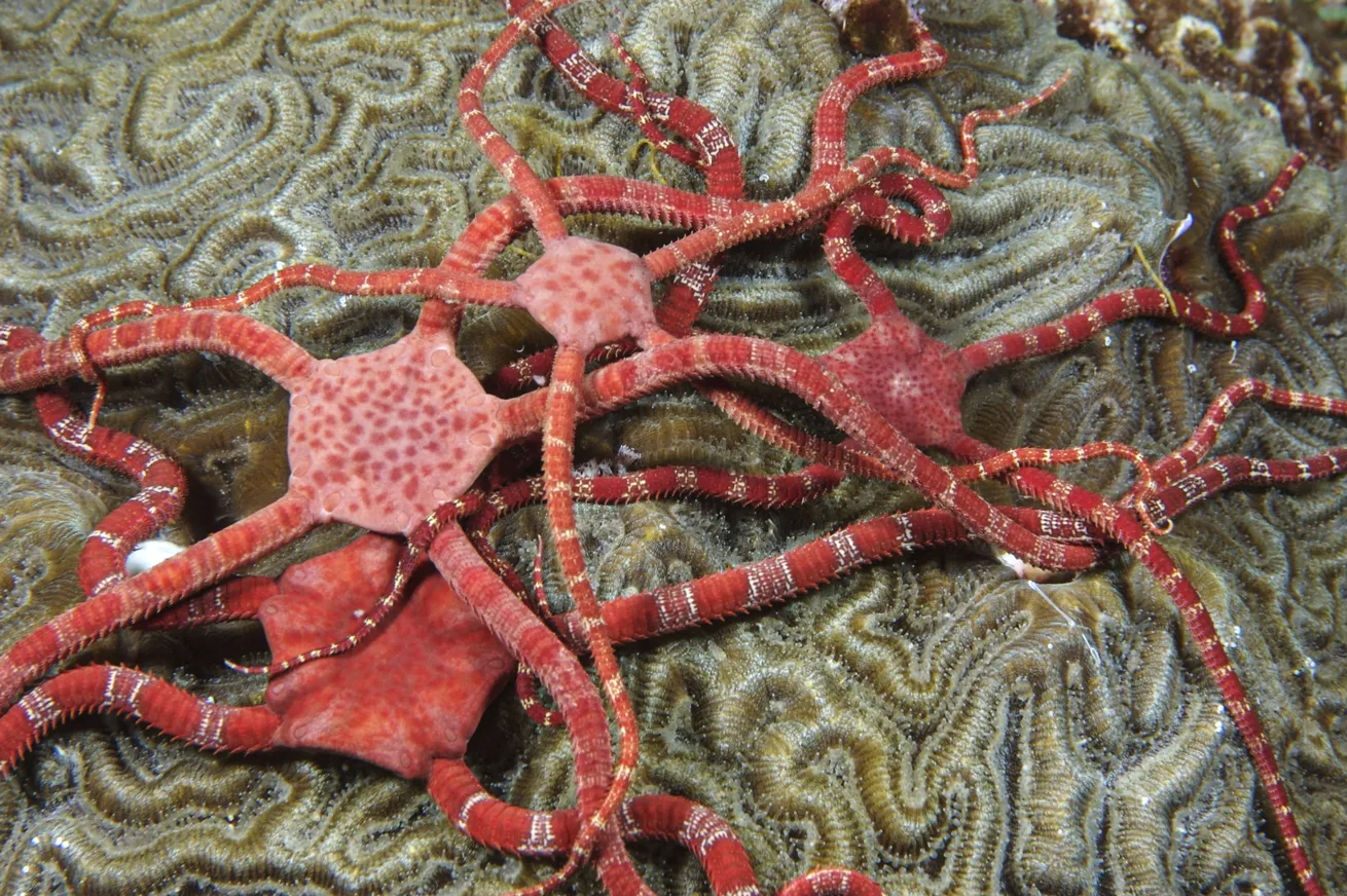Ruby brittle stars in Flower Garden Banks National Marine Sanctuary.