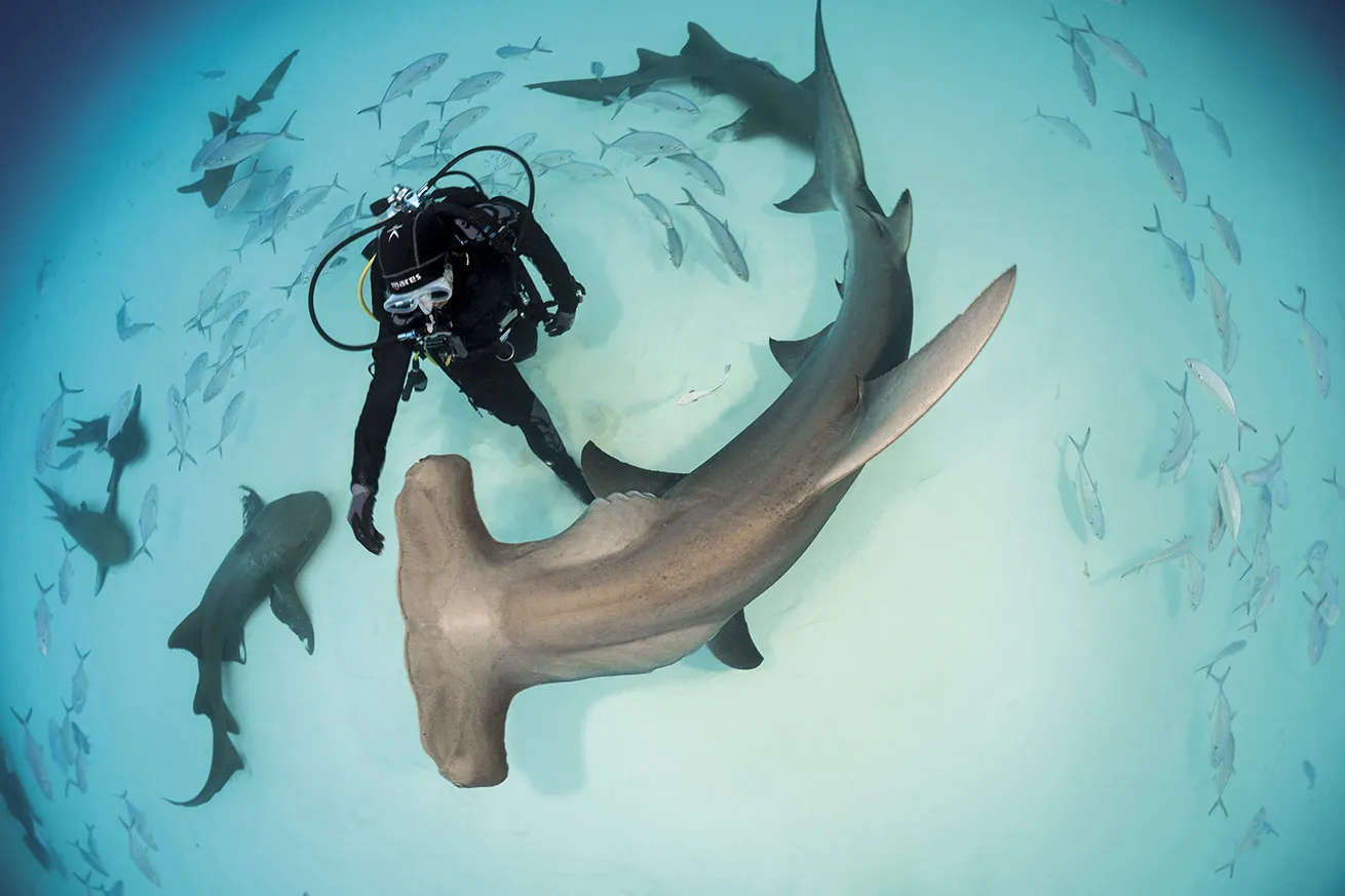 A great hammerhead shark circles a diver on a shallow dive off Bimini in the Bahamas.