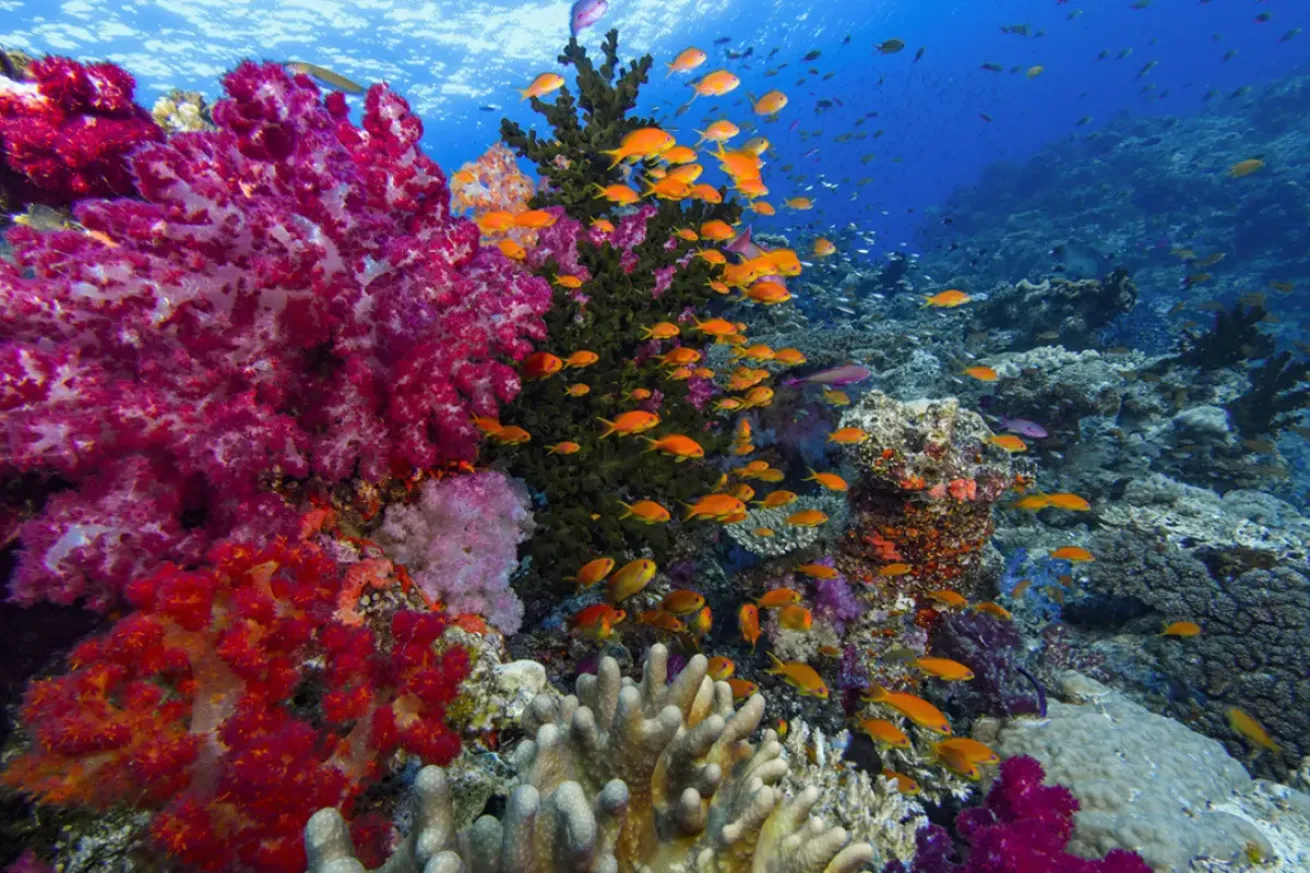 Colorful coral reef with pink and red soft corals and a school of orange anthias swimming in clear blue water.