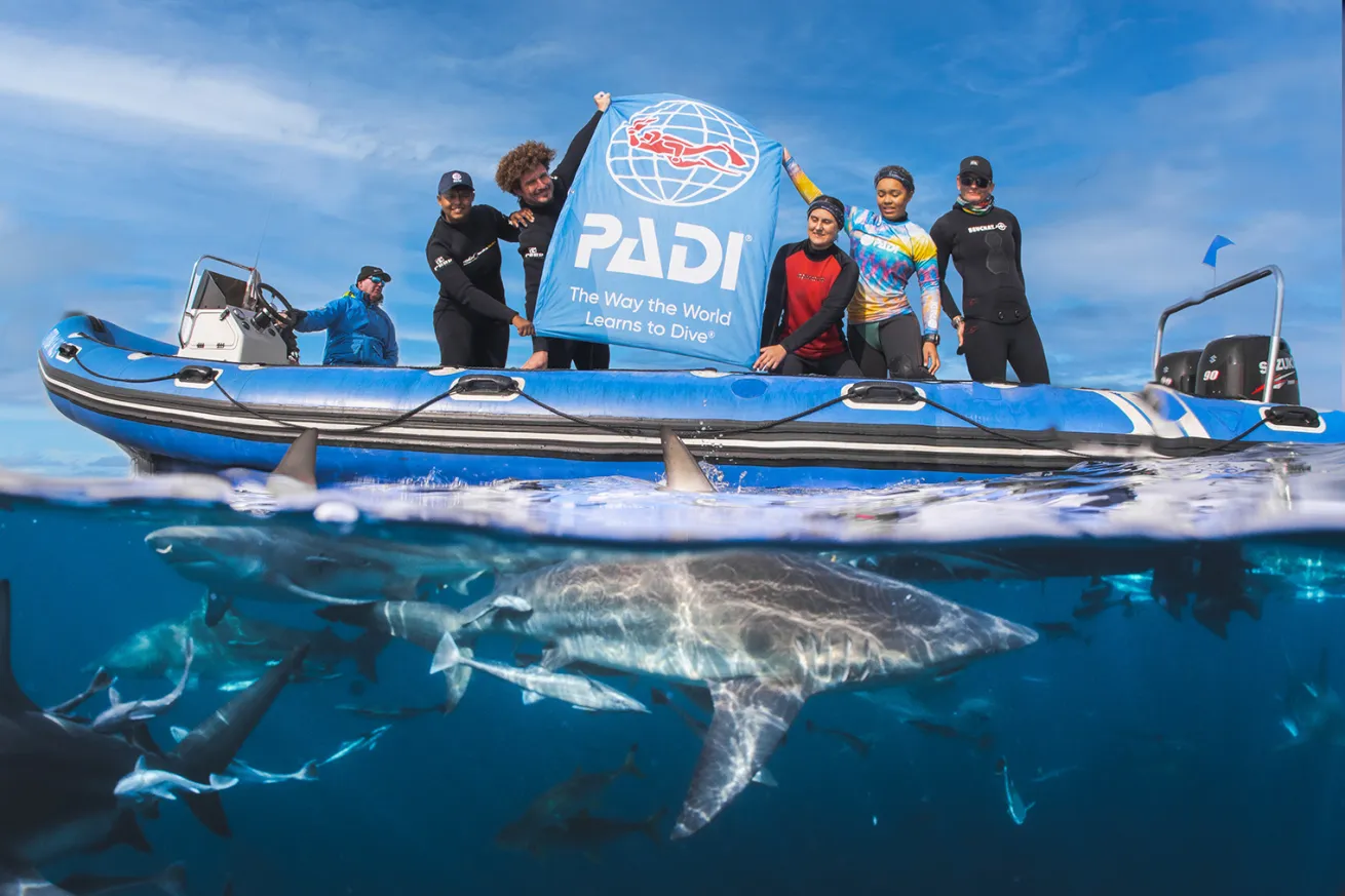 a shark swims underwater as diver's hold PADI flag