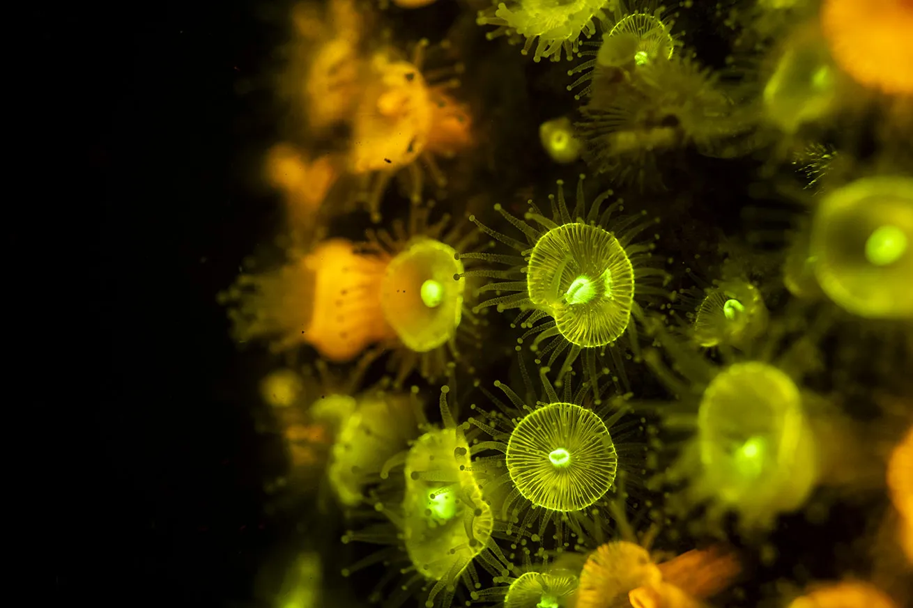 fluorescent photography